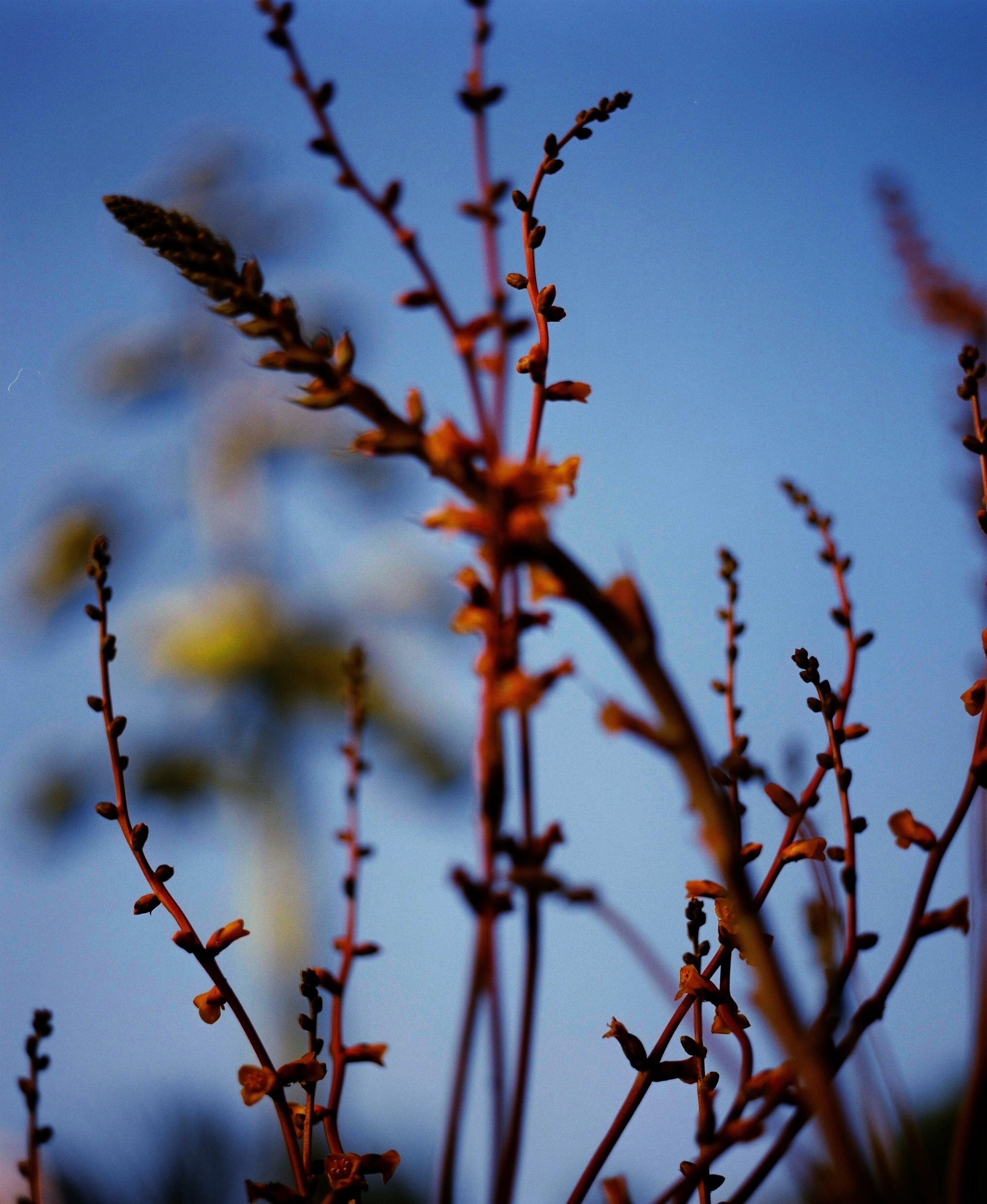 残間奈津子(写真)ディッキアの花 (植物・大四つサイズ⑤)