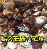 ハマグリ購入ページ ハマグリ購入ページ 楽天市場】九十九里 はまぐりの通販