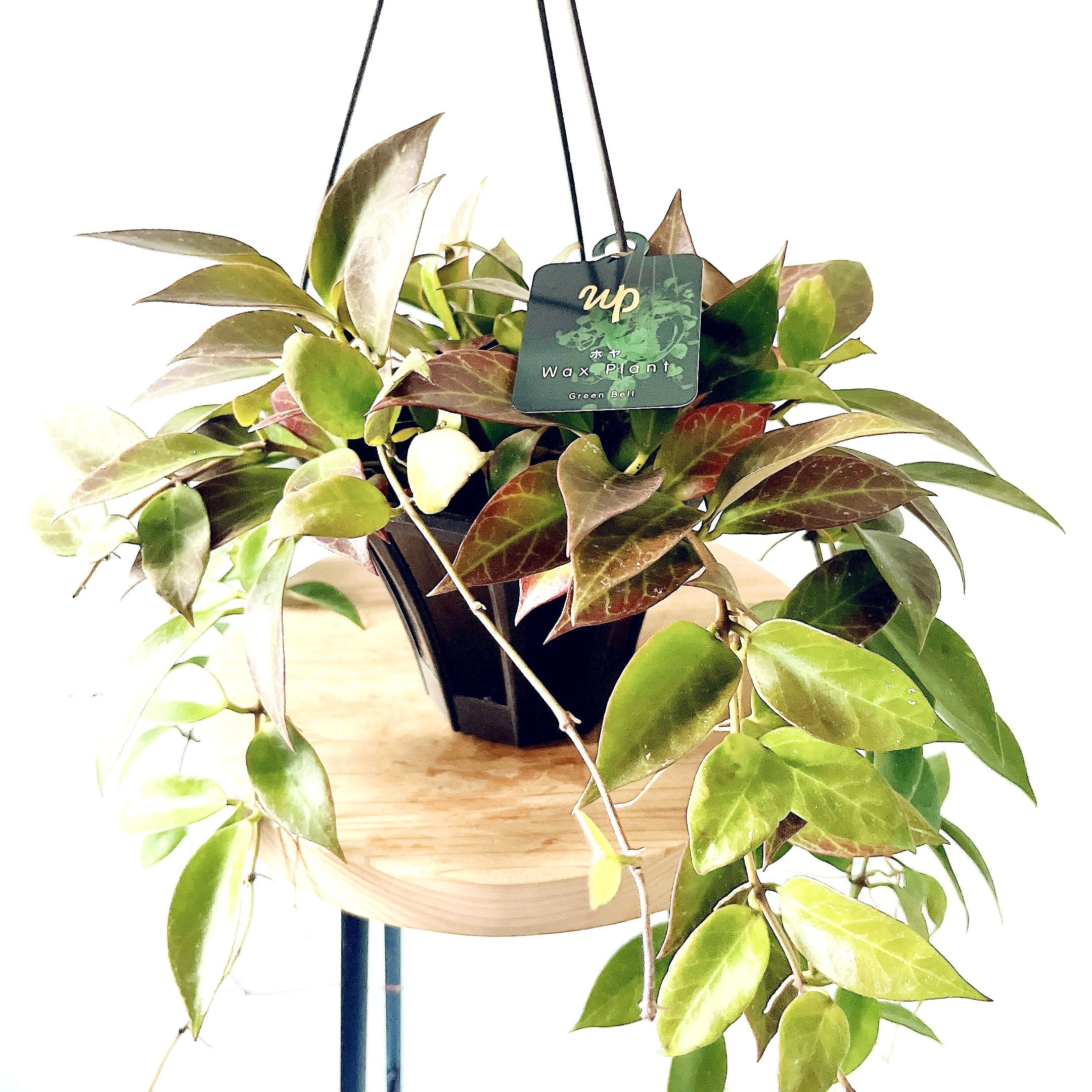 再入荷】一点限り 色づく希少種＊リプサリス ピンクサリー＊ハンギング