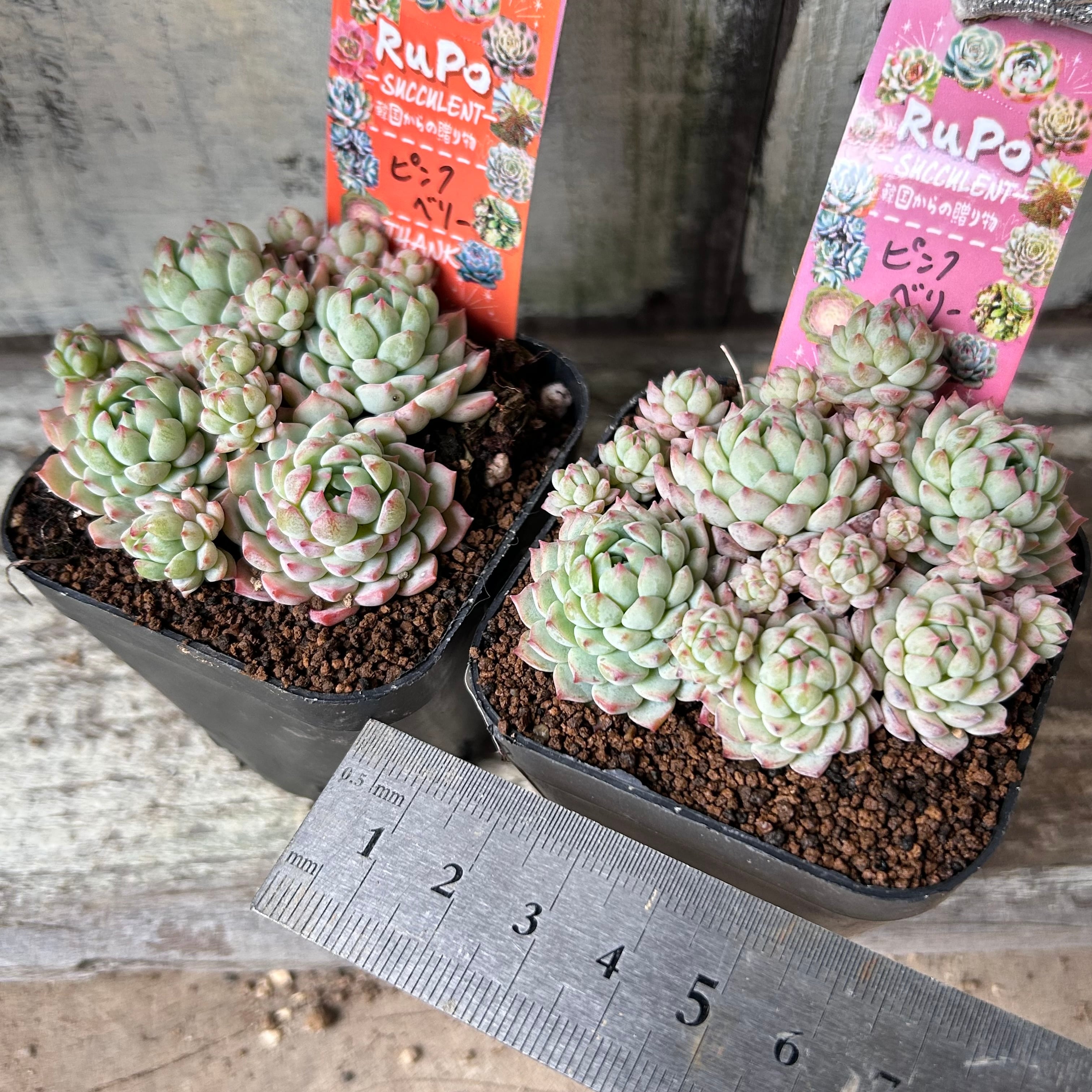 ピンクベリー群生 韓国苗 | RuPo 多肉植物専門店