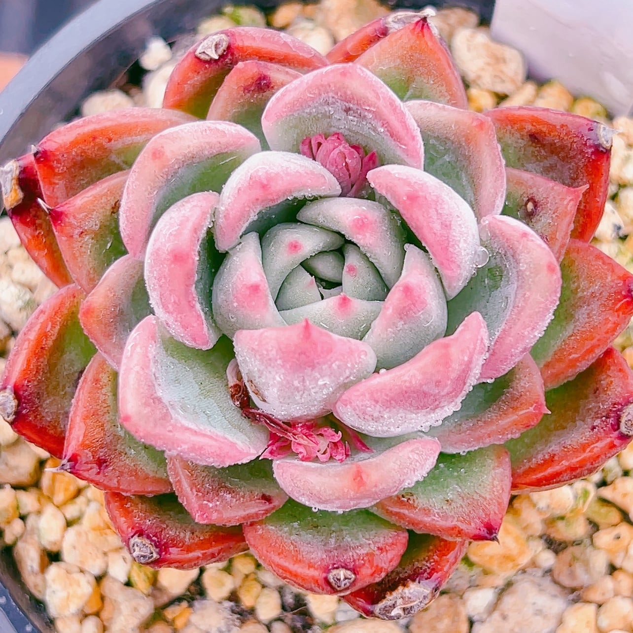 多肉植物 韓国苗 エケベリア カット苗 50苗セット 2-4cm実生の通販