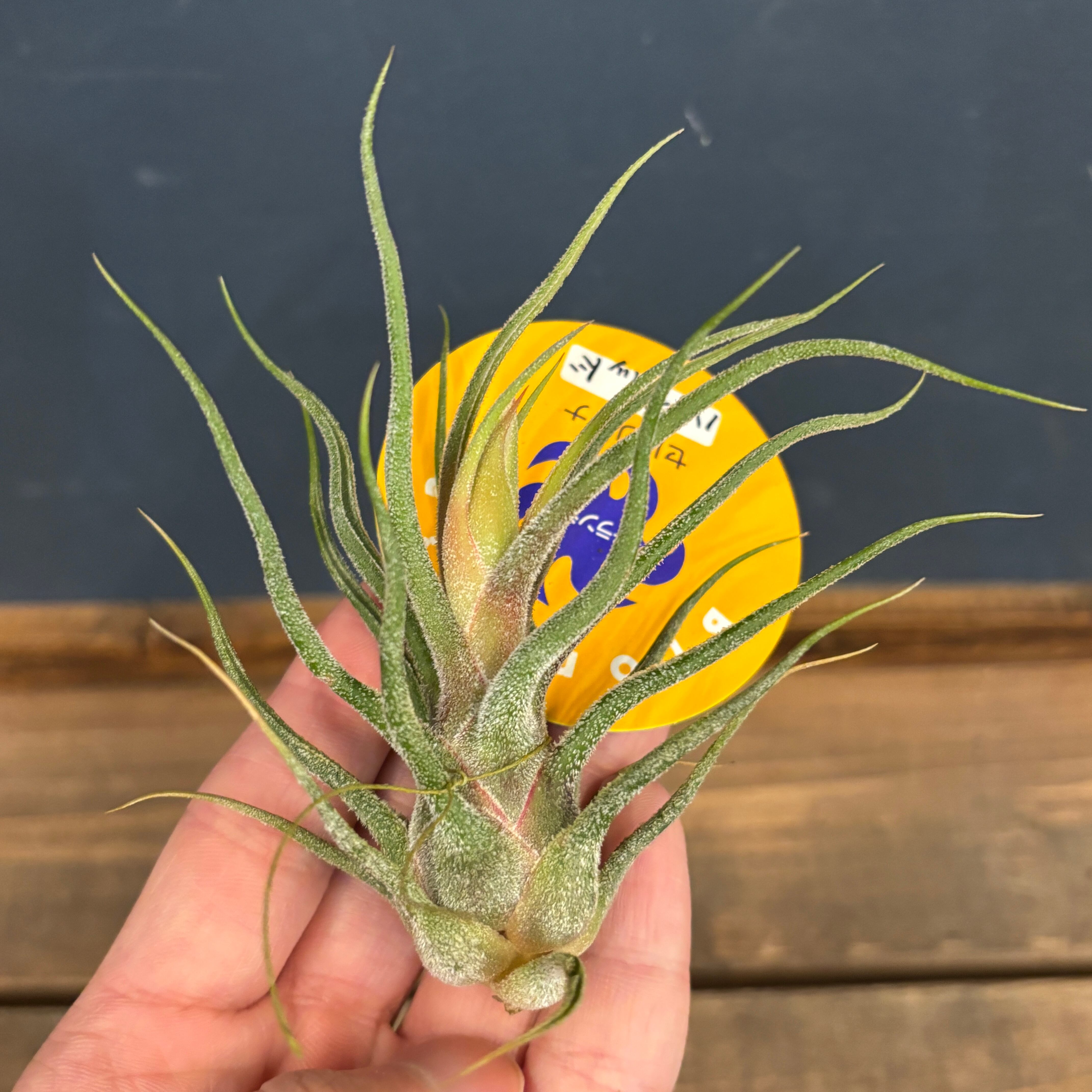 チランジア セレリアナ ハイブリッド【566】