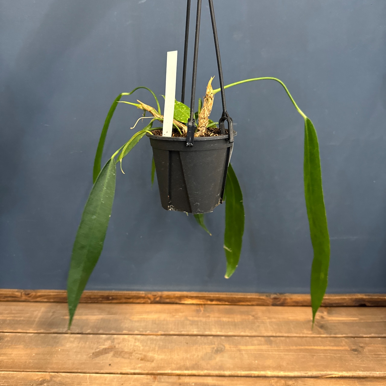 【クリアランス】アンスリウム ウェンドリンゲリ【355】