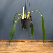 【クリアランス】アンスリウム ウェンドリンゲリ【355】