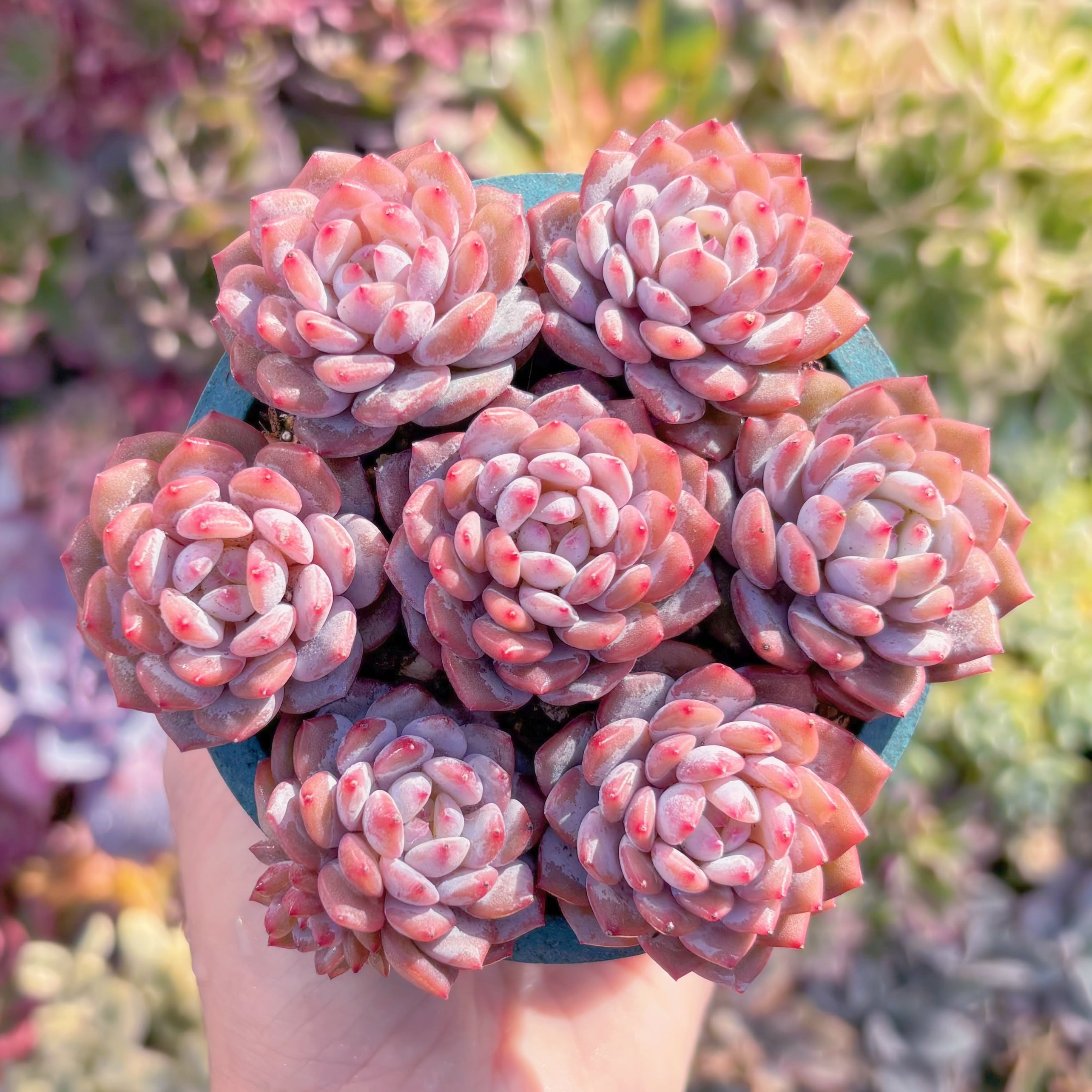 多肉植物　星星雪(7苗)　新入荷　るる農園