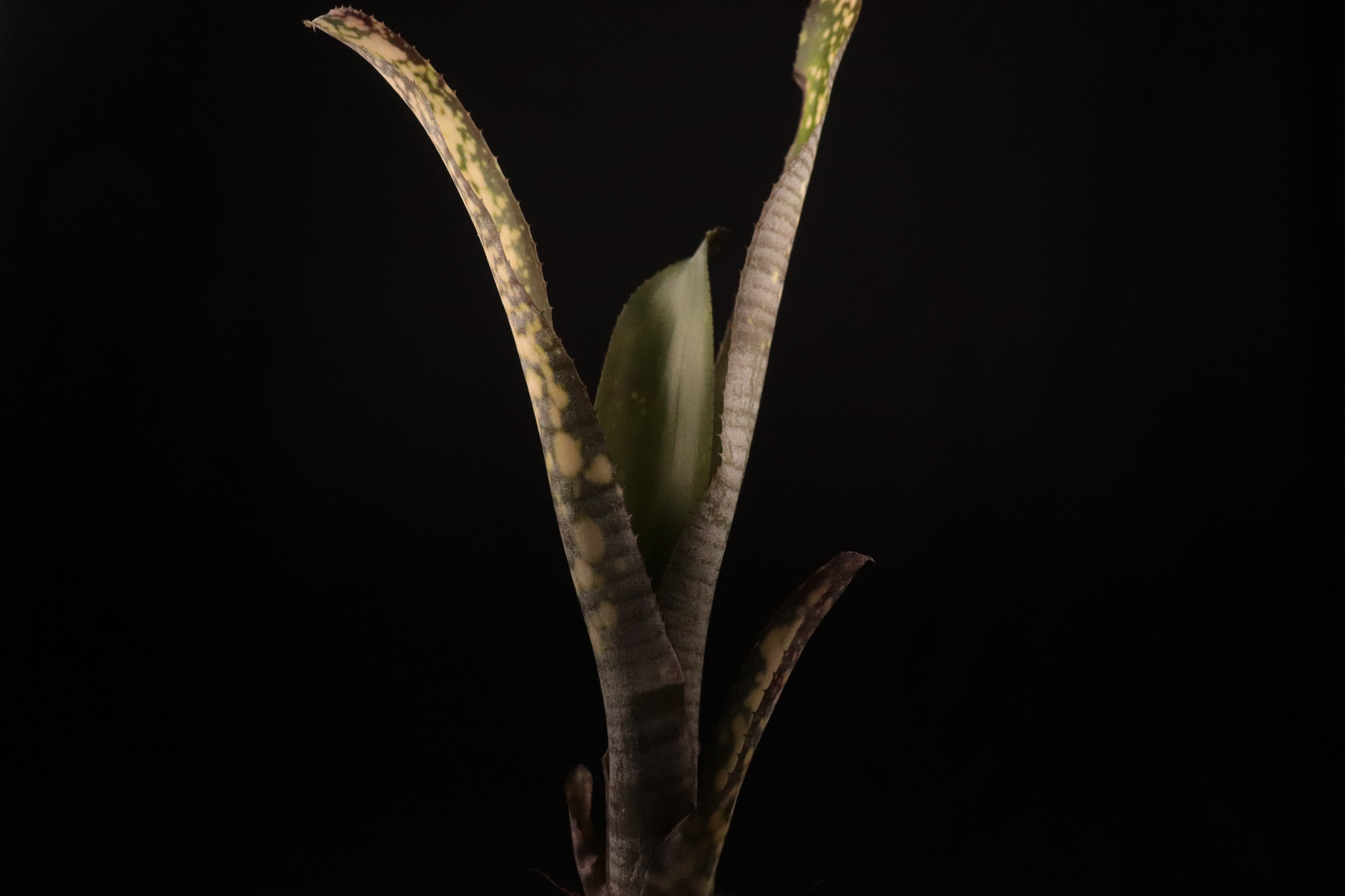 送料無料】Billbergia 'Kolan White pearl'〔ビルベルギア〕現品発送
