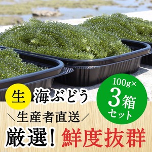 【100g×3個セット】沖縄 南城市産 朝採れ生海ぶどうA級品