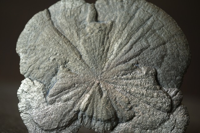 パイライトサン  Pyrite Sun 1366