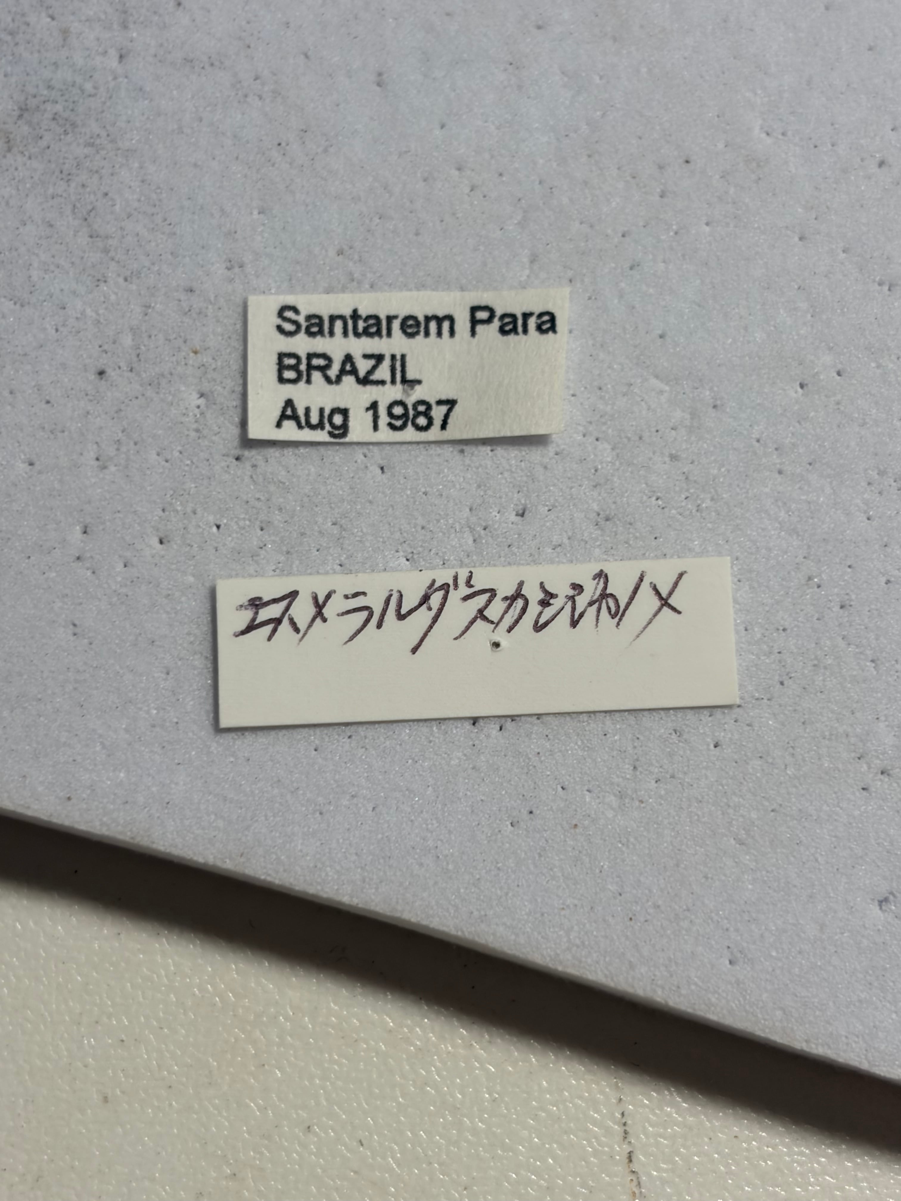 属内最高峰】ルリモンスカシジャノメ 昆虫標本 標本 ブラジル 蝶標本