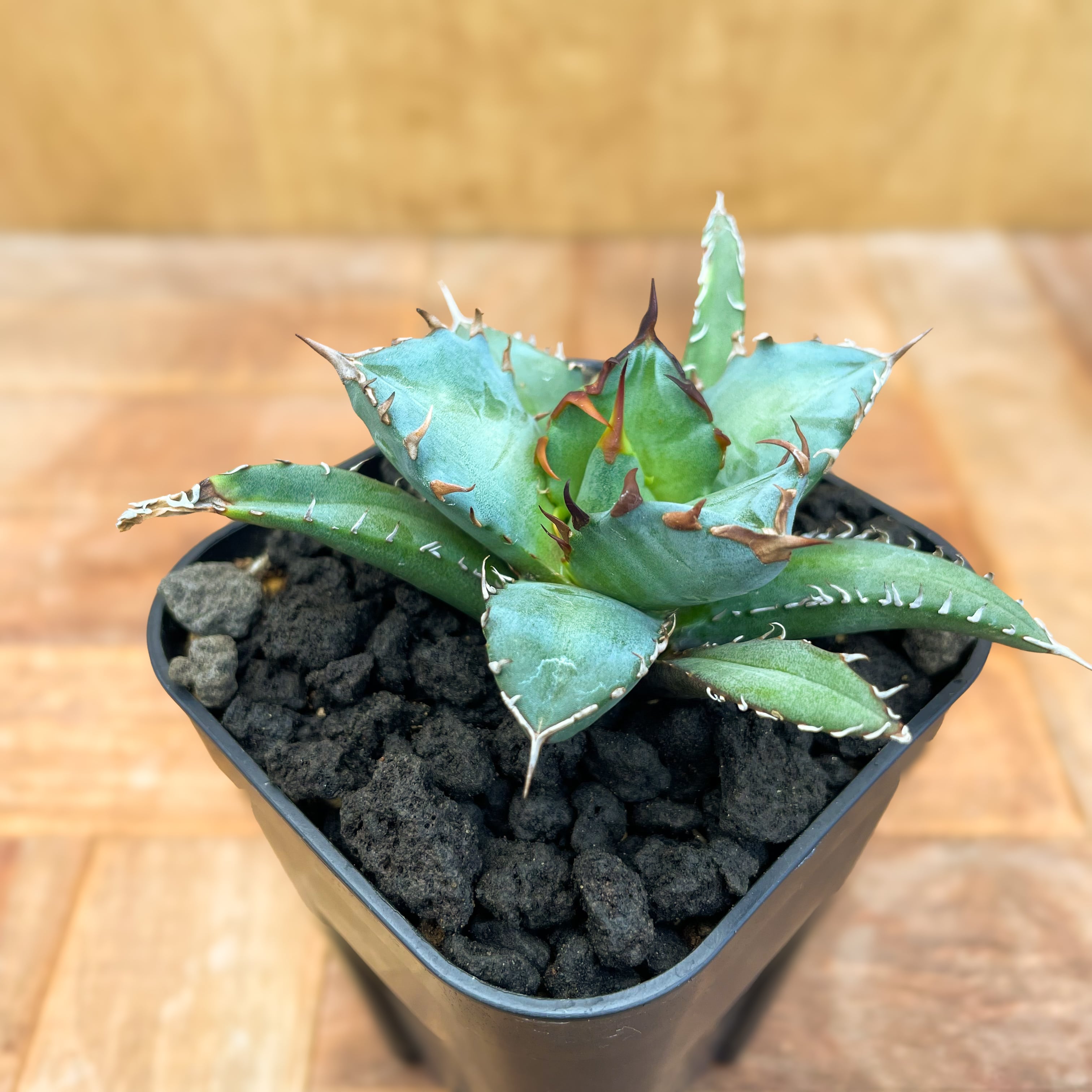 アガベ チタノタ US産 ノーネーム agave titanota（【植物記録P.3 