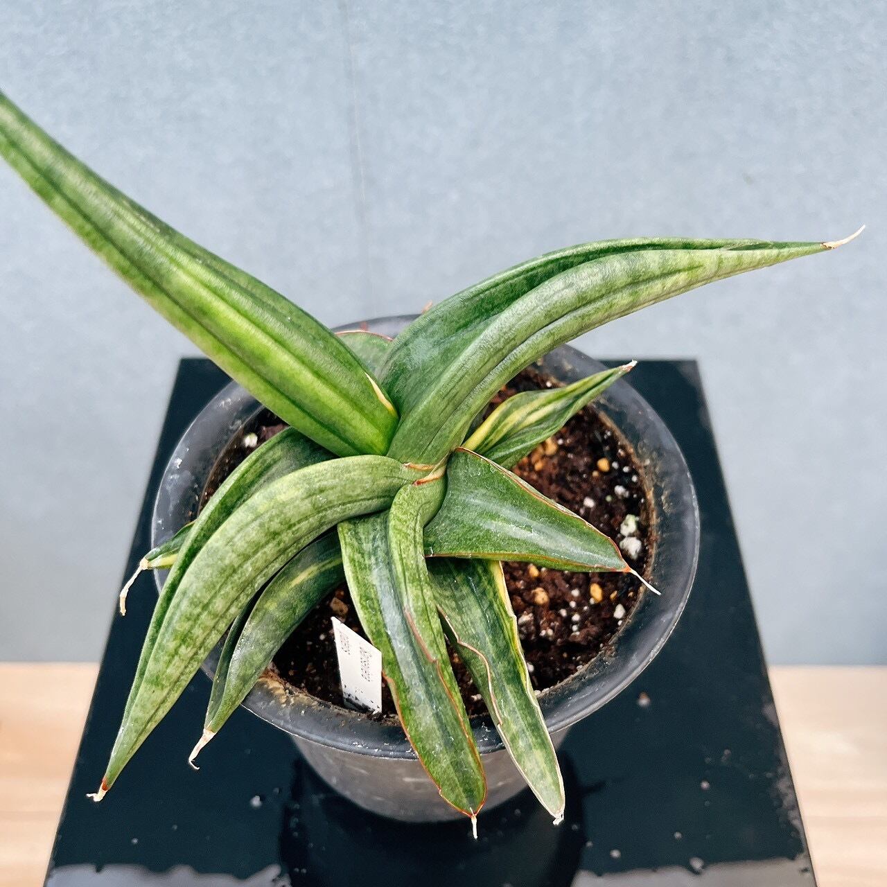 現品］【希少】サンスベリア パテンス 斑入り 4号 観葉植物 室内 レア