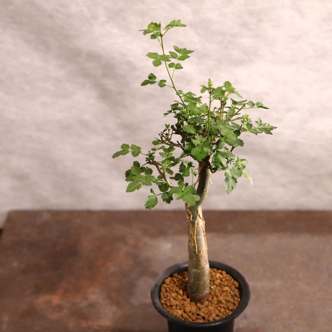 313 剥ける樹皮が魅せる『ブルセラ ファガロイデス Bursera fagaroides