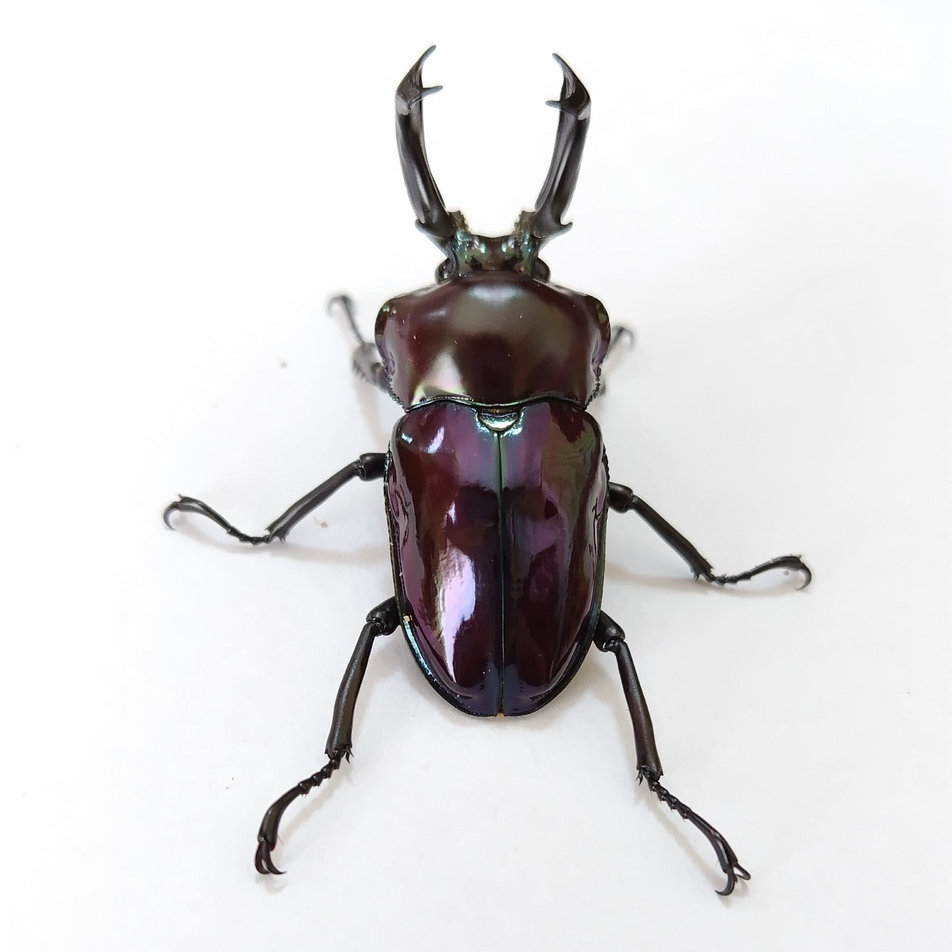 〇ニジイロクワガタ(紫紺)オス 12月羽化 | Pay ID