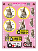 Dog or Cat inCARステッカー