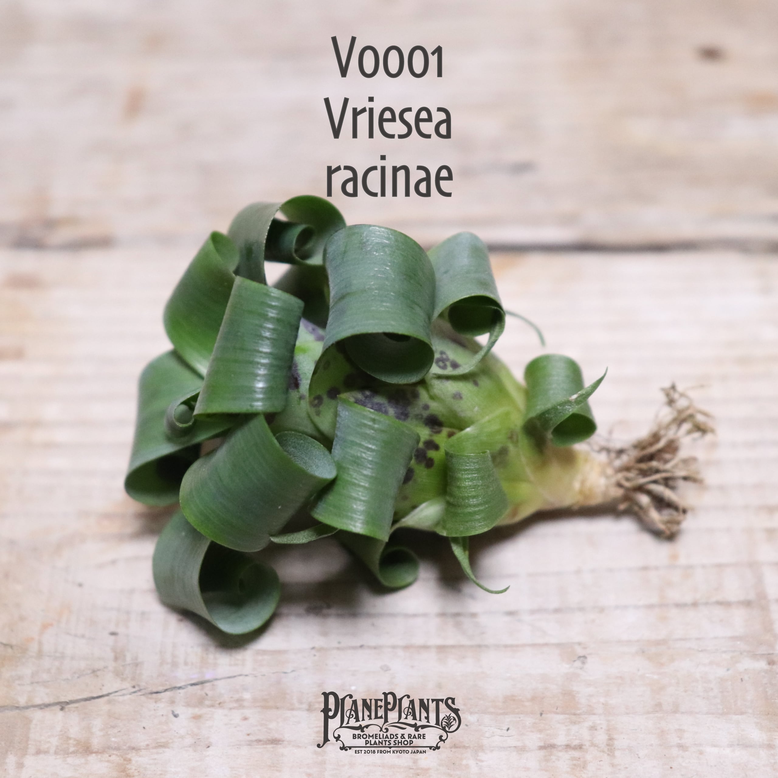 【送料無料】racinae〔フリーセア〕現品発送V0001