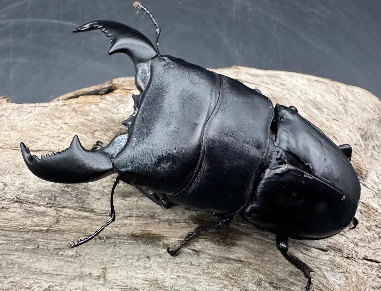 【WD】《スマトラオオヒラタ アチェ産 88mm ペア》