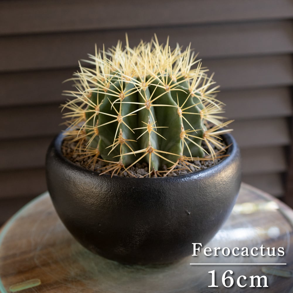 柱サボテン 6号サイズ 鬼面角 多肉植物 ドライガーデン ミニサボテン