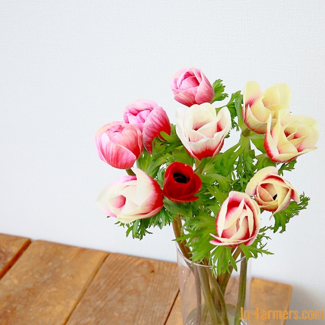 信州諏訪　アネモネ　レッドバイカラー　25cm　10本