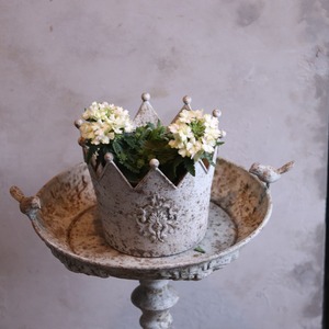 mondimanche 宿根草　バーベナ　ヴァネッサ　ライム｜寄植えにオススメ　長く楽しめるお花です