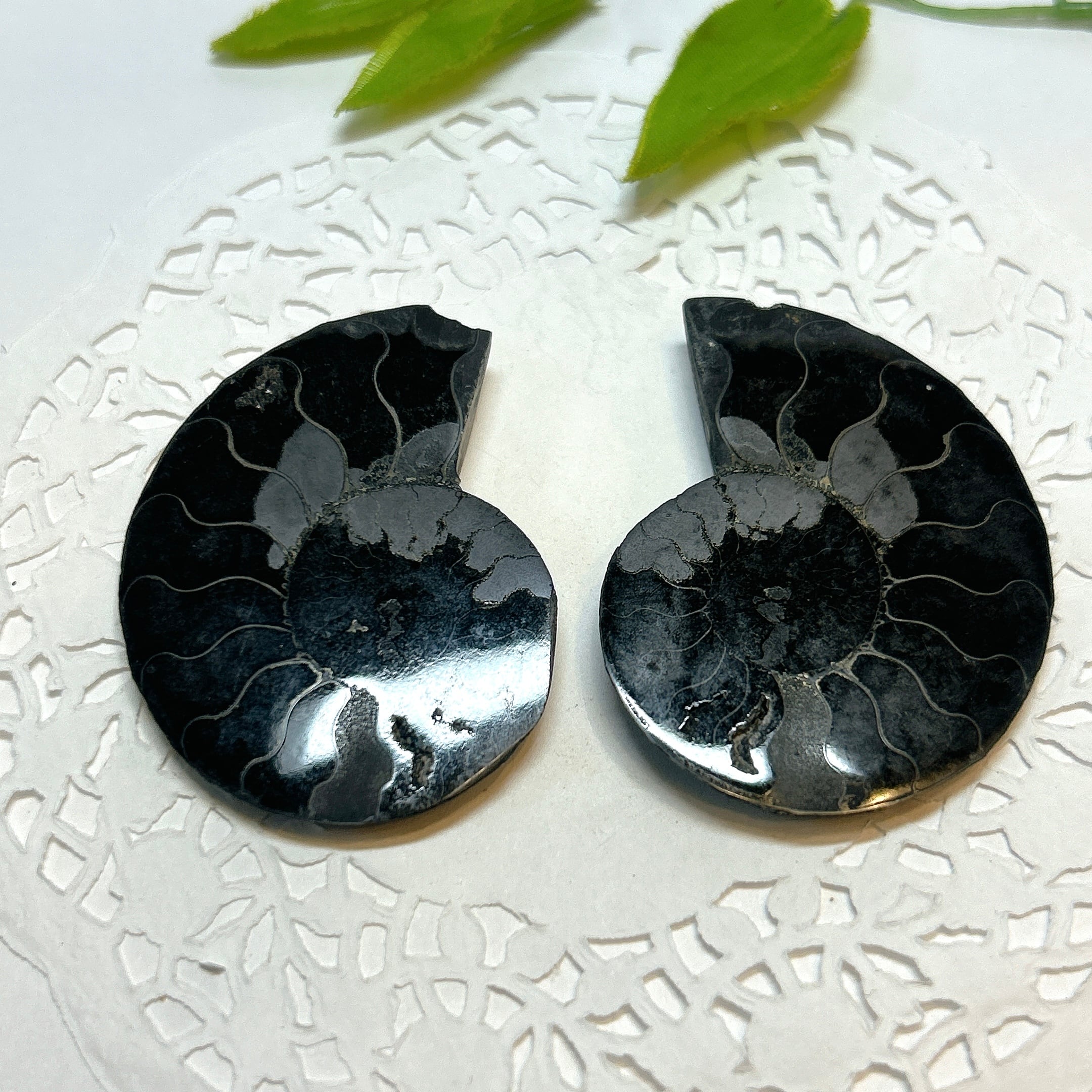 17920】ブラックアンモナイト アンモナイト 黒い マダガスカル 赤鉄鉱