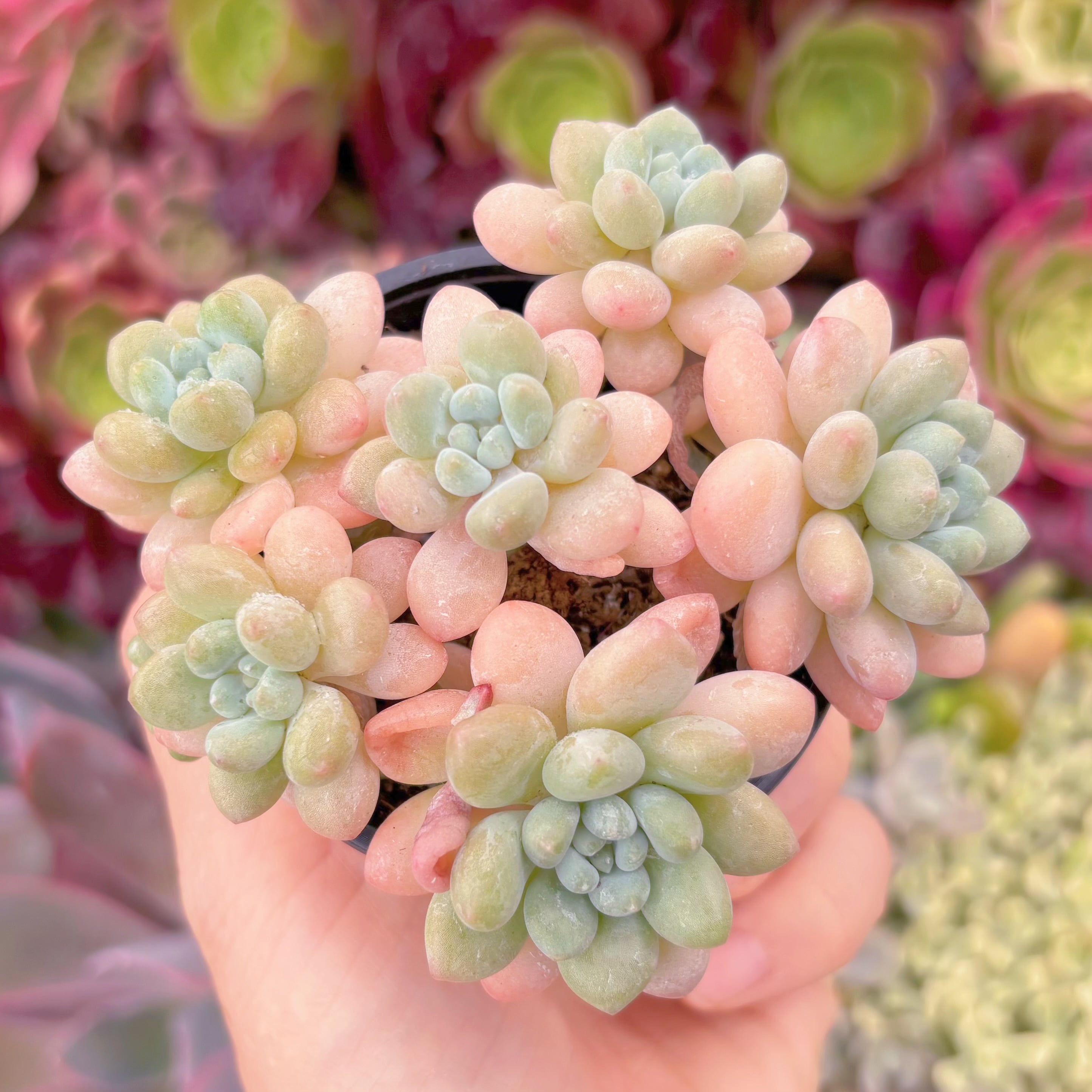 現品　Daphne#510　群生　るる農園