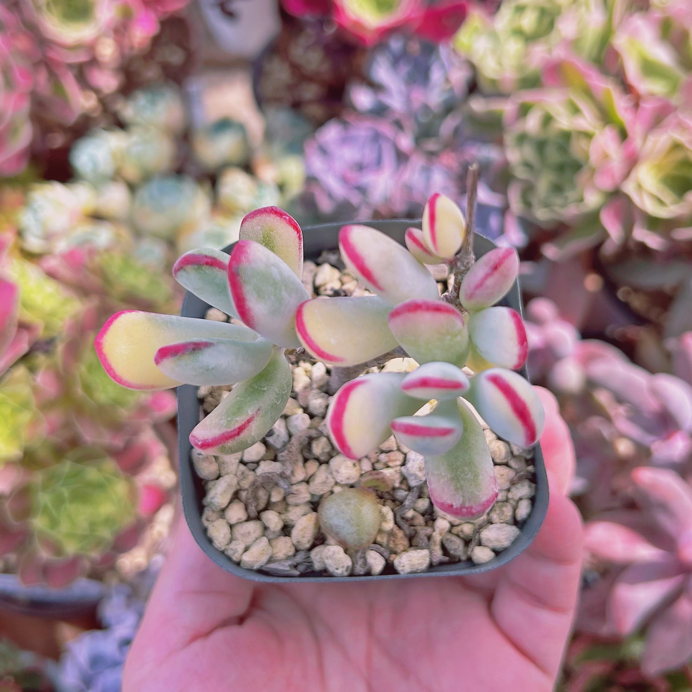 現物　多肉植物　福娘錦　抜き苗