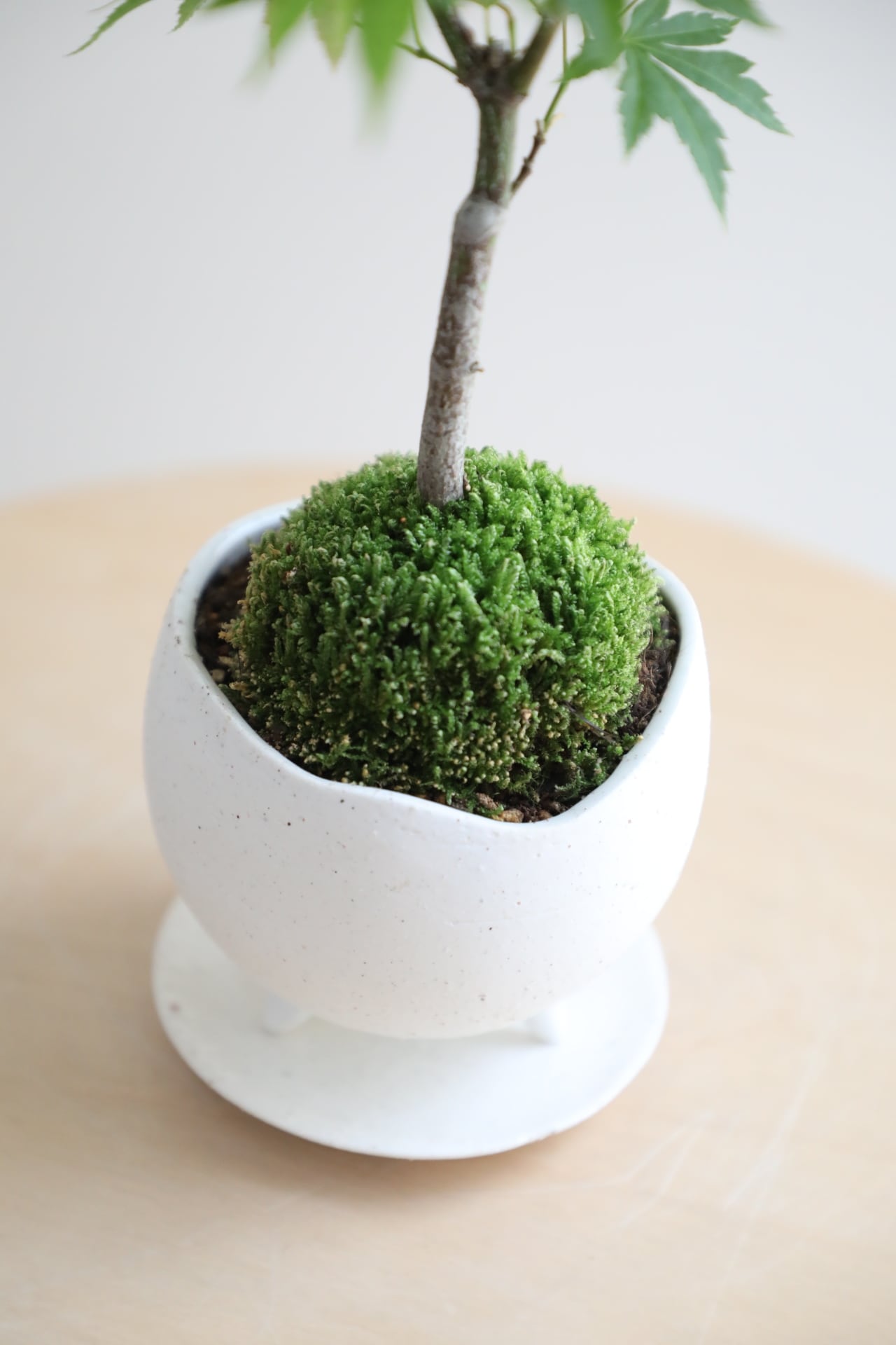 S】ヤマモミジ 盆栽/Japanese maple bonsai | 【厳選植物・器】MIDORI