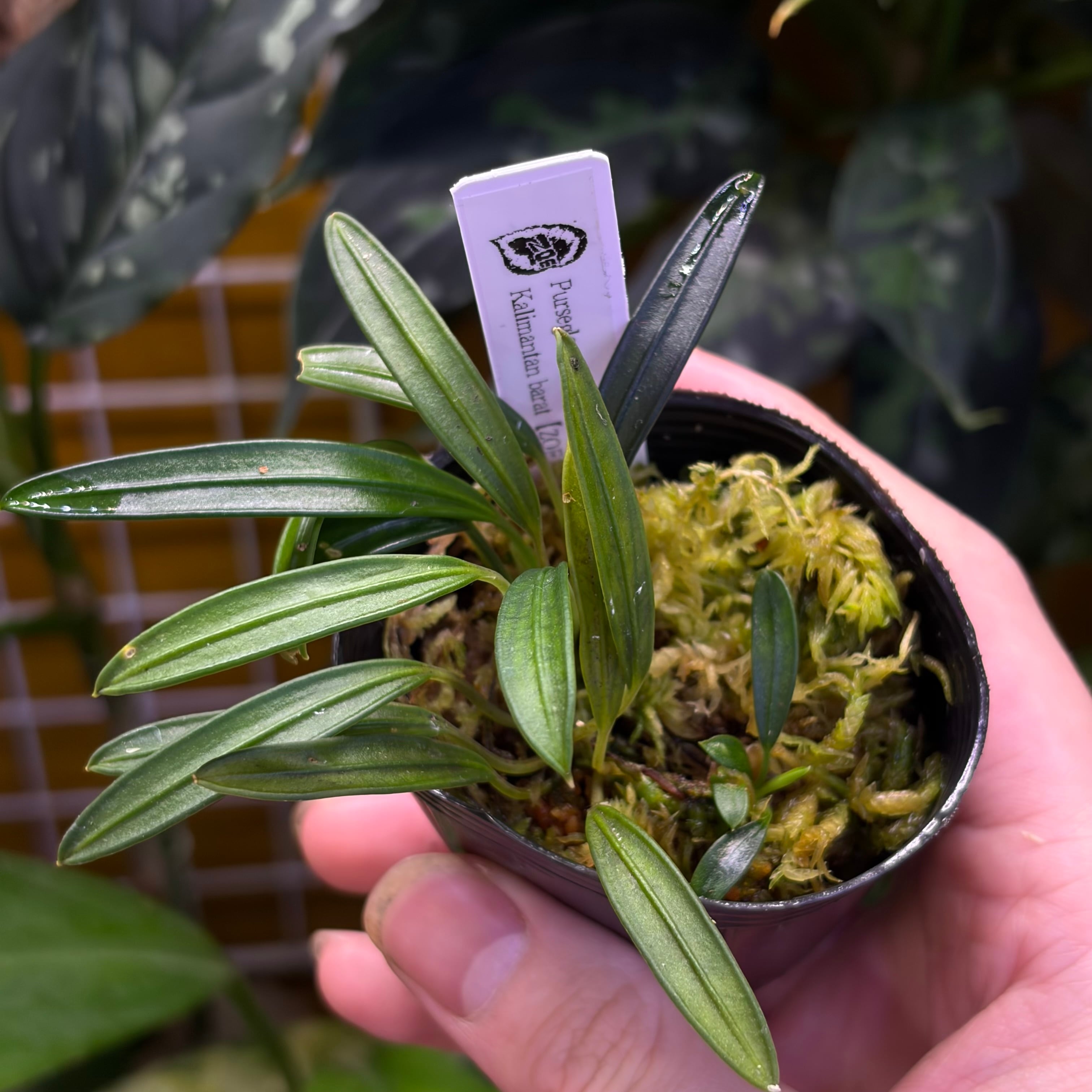 専用！Nautilocalyx emphasis ノーティロカリティクス 専用！Nautilocalyx emphasis ノーティロカリティクス Nautilocalyx