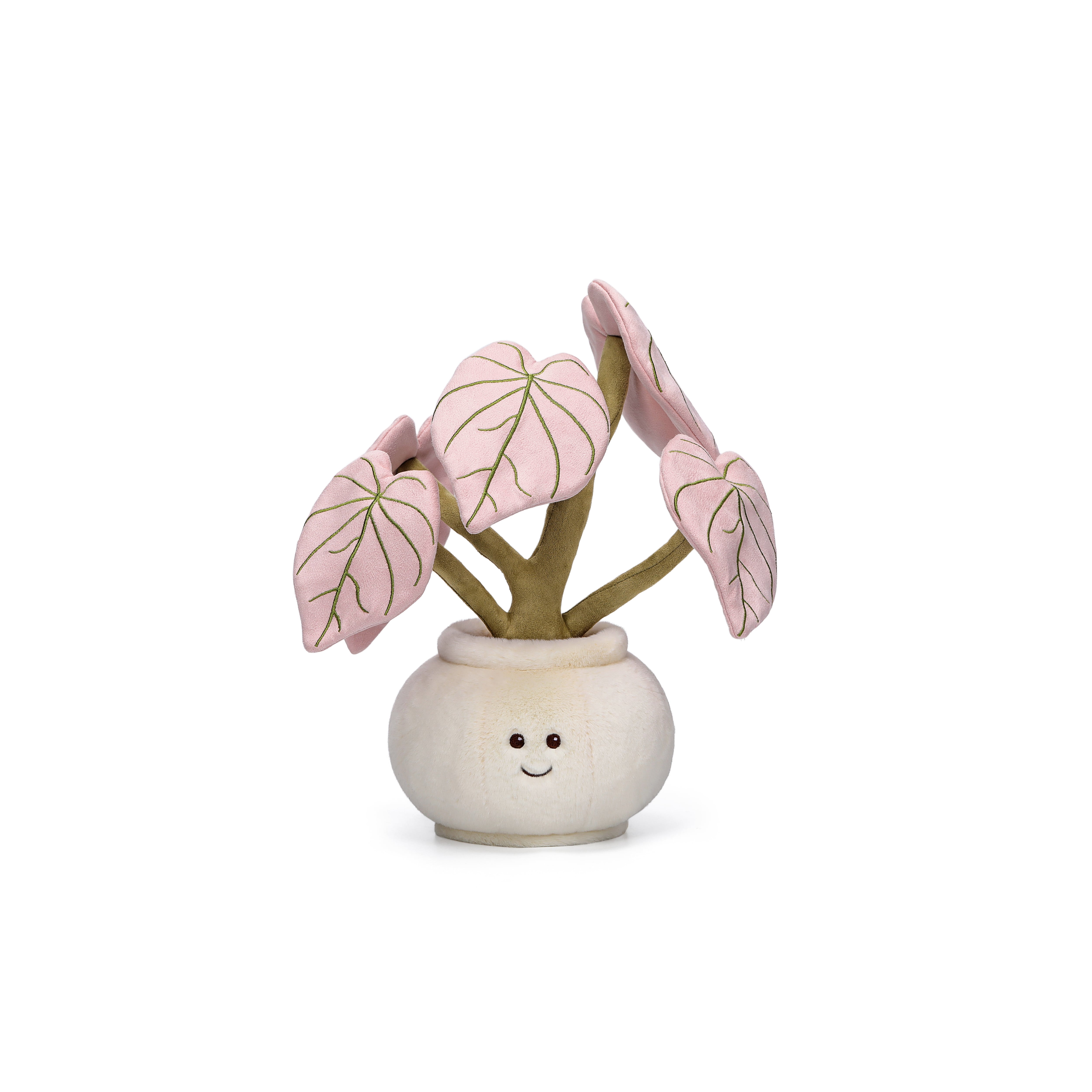 Pink Alocasia Odora_MC300308