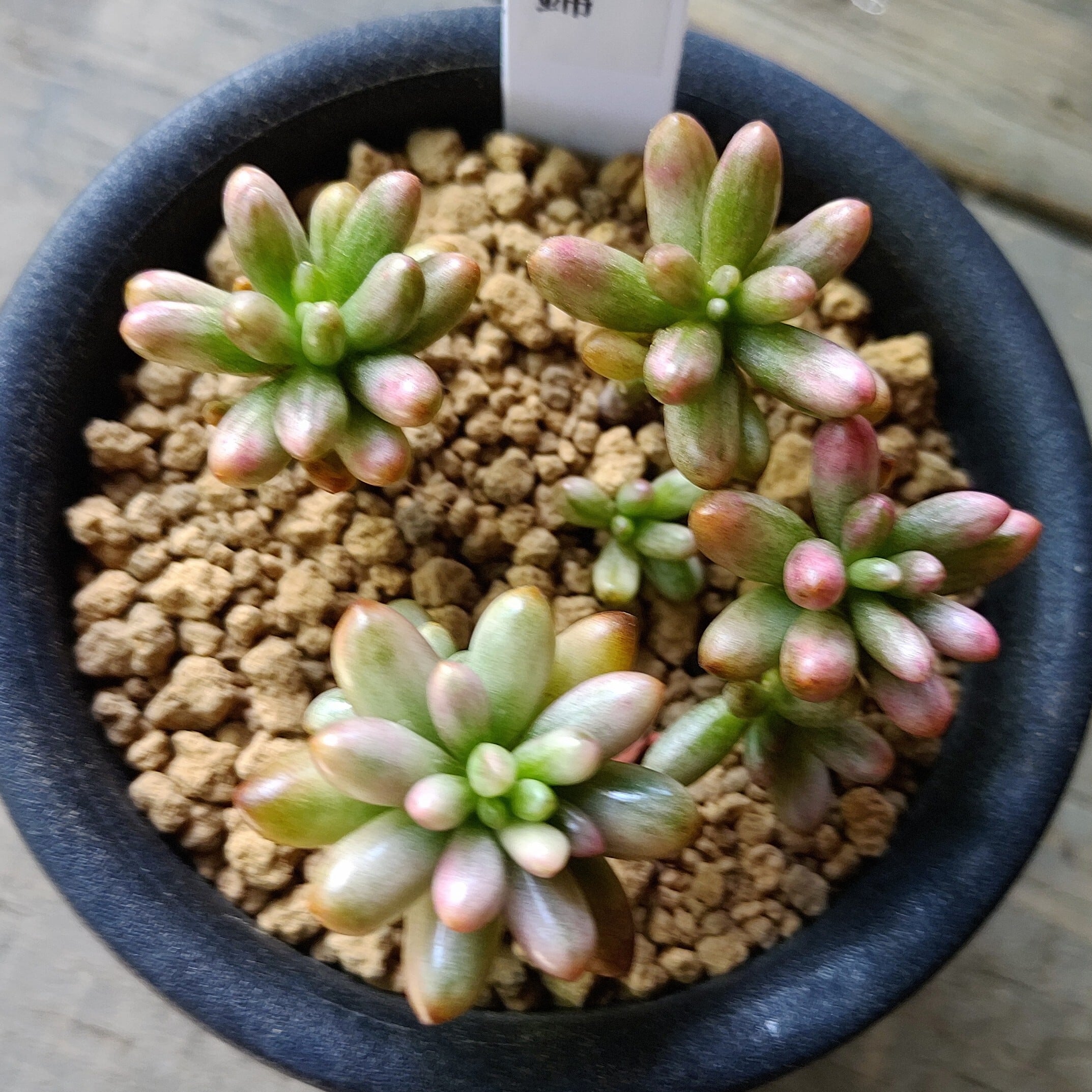 クラウゼン錦(セダム) | RuPo 多肉植物専門店