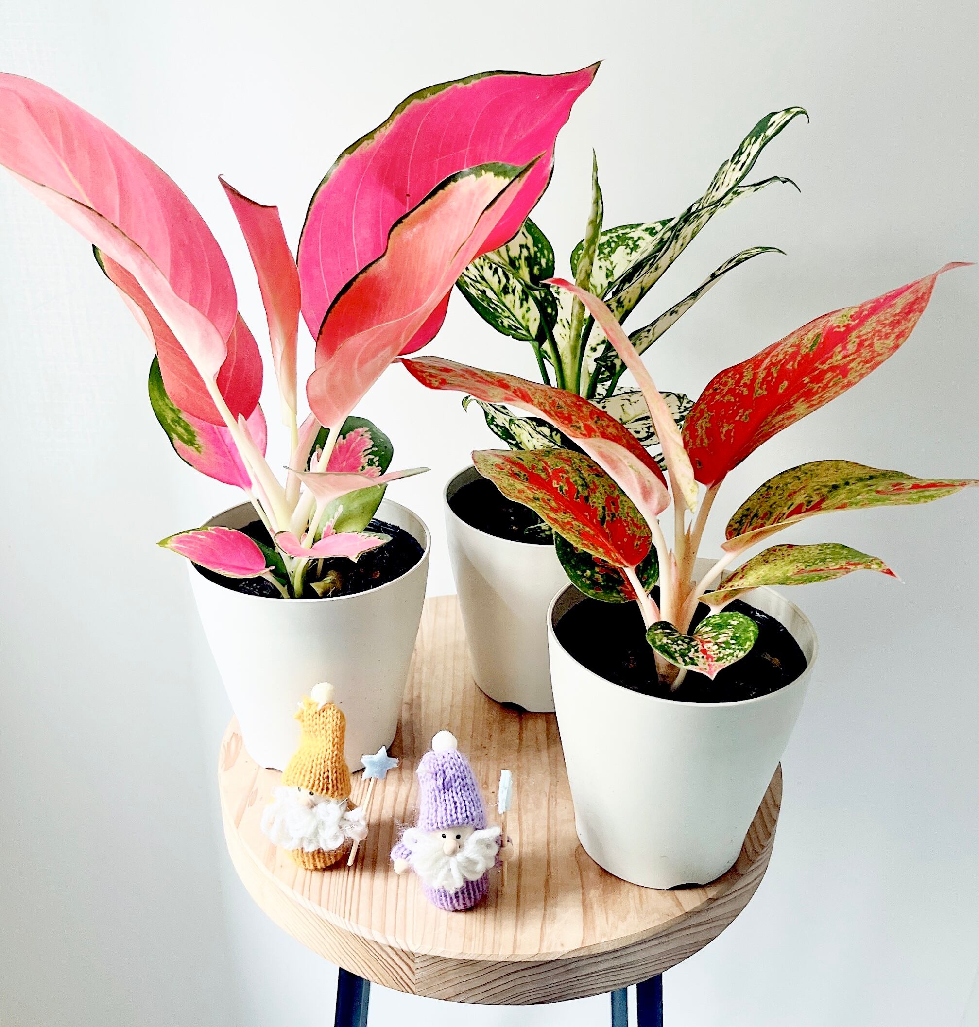 フィカス ロイ 曲がり 希少 観葉植物 大型 室内 calm cafe フィカス ロイ 曲がり 希少 観葉植物 大型 室内 calm cafe