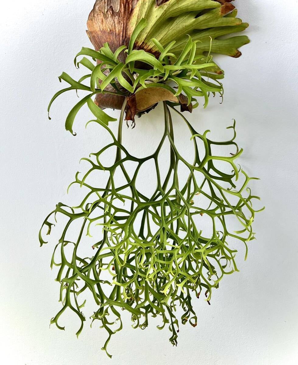 ミムーちゃん専用 ビカクシダ vandaka plants ミムーちゃん専用 ビカクシダ vandaka plants