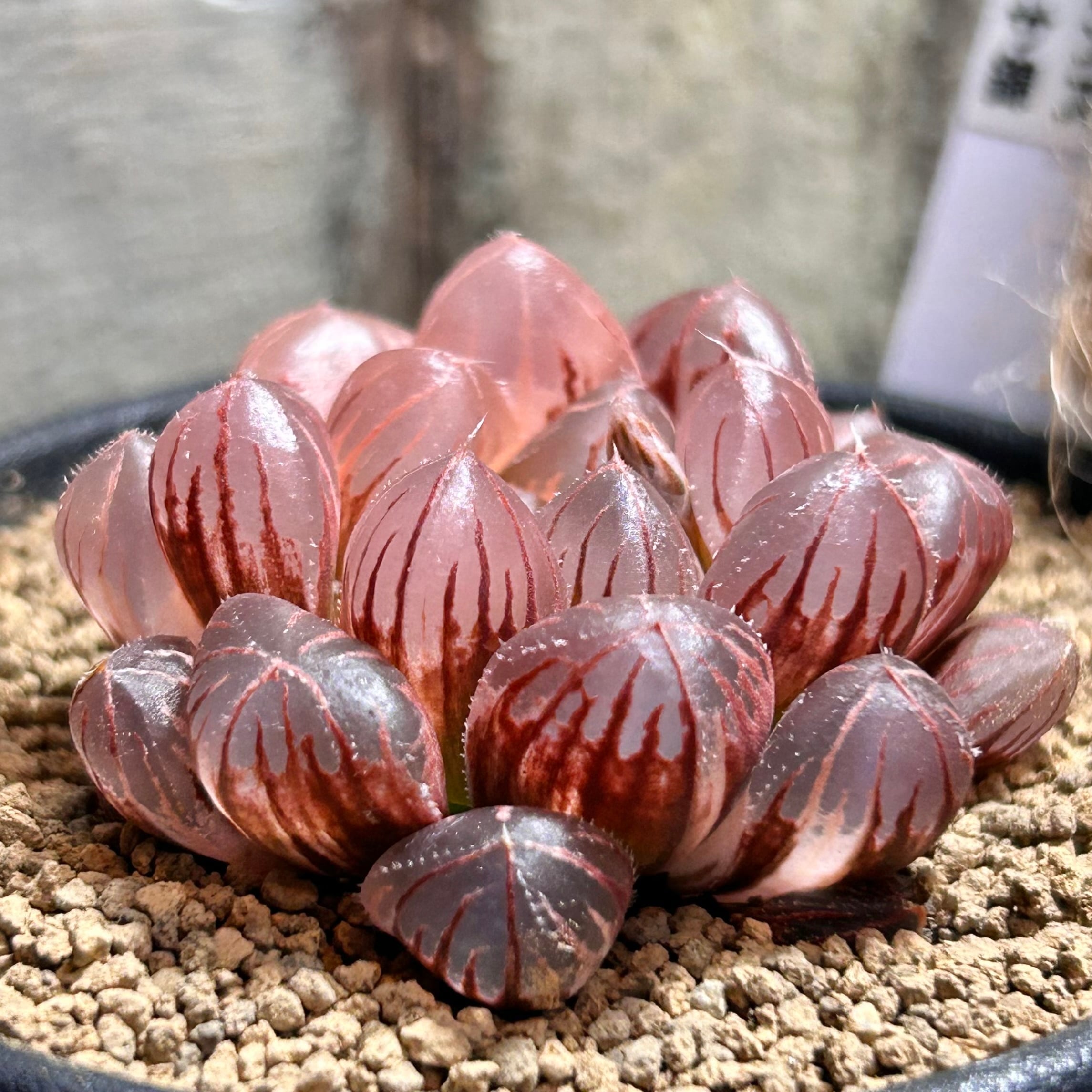 T) ブルーレンズ オブツーサ錦 ハオルチア | RuPo 多肉植物専門店