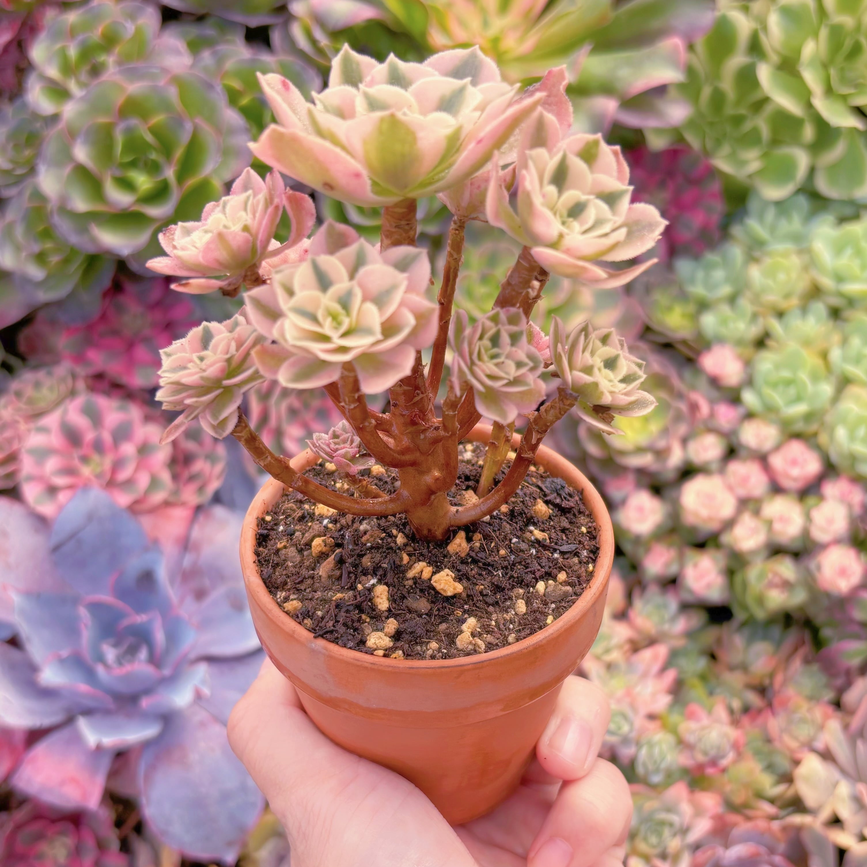 現品　アフラダイティ#F245　群生　るる農園