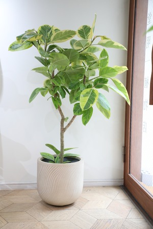 【L/133cm】フィカス アルテシマ/Ficus Altissima