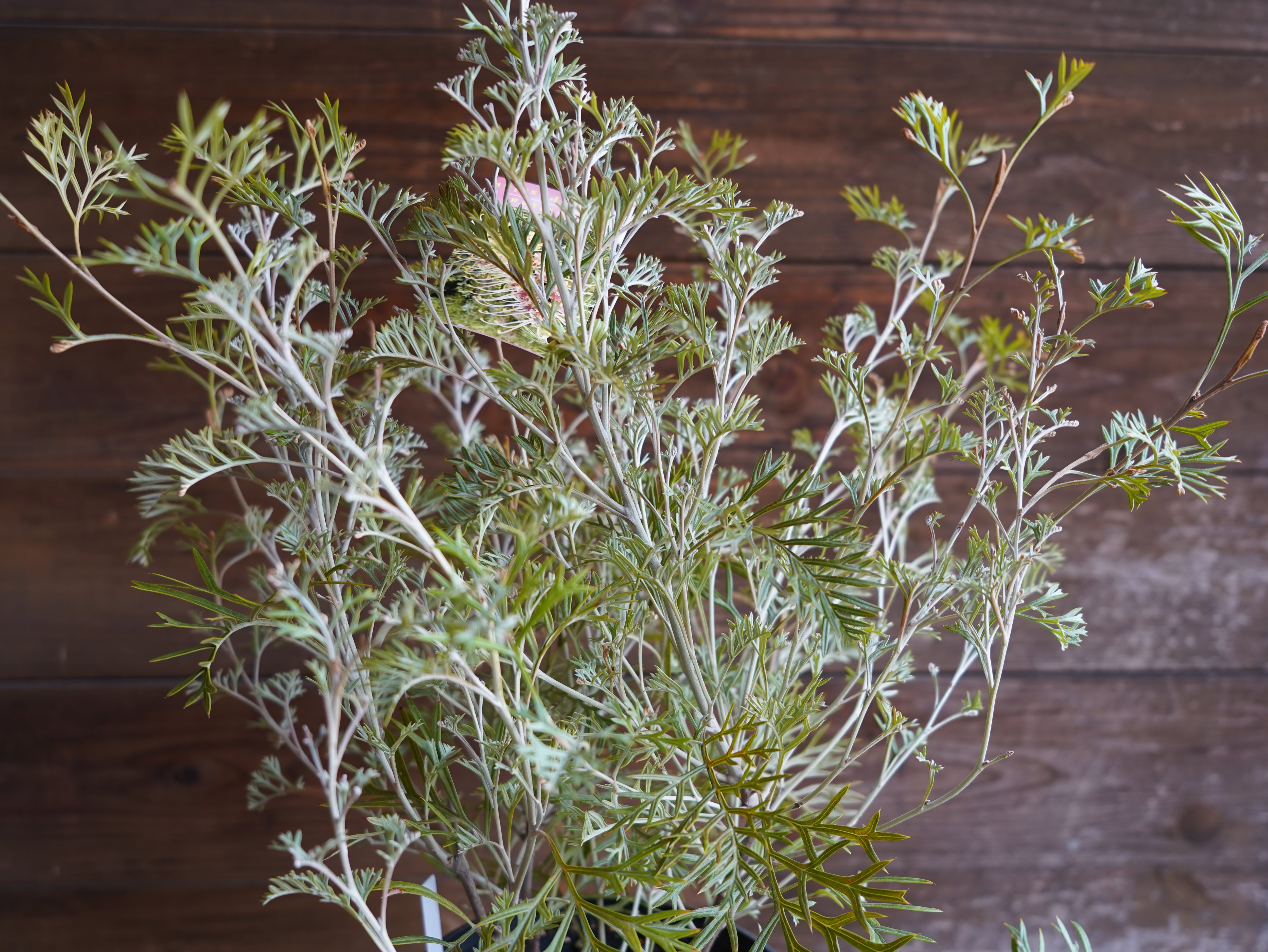 【現物】グレビレア　”クリームパッション”　B