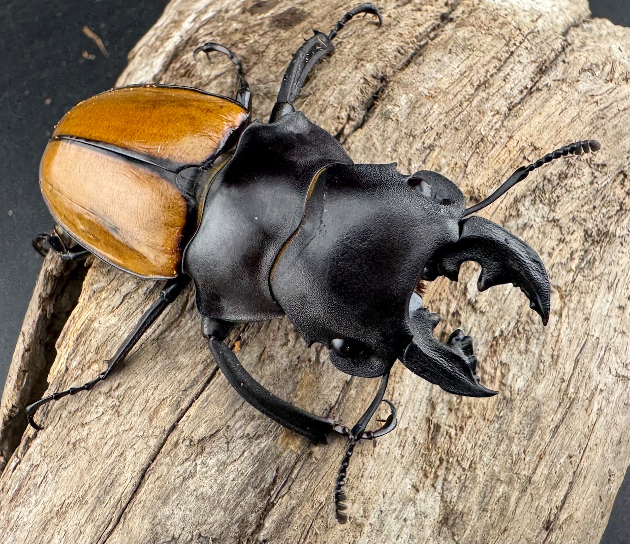 【WD】《ガゼラツヤクワガタ原名亜種 64.5mm ペア》