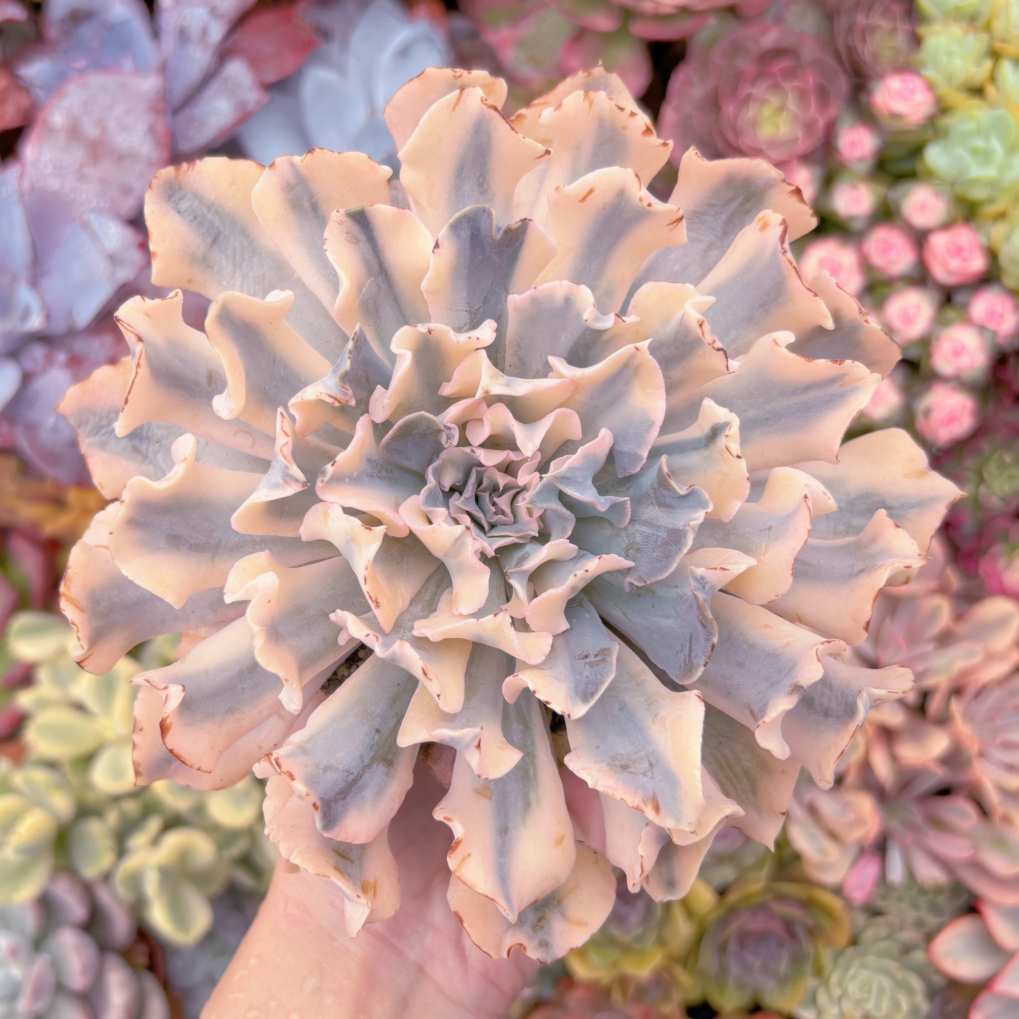 現品　シャフラン錦#E09　在庫僅少　るる農園