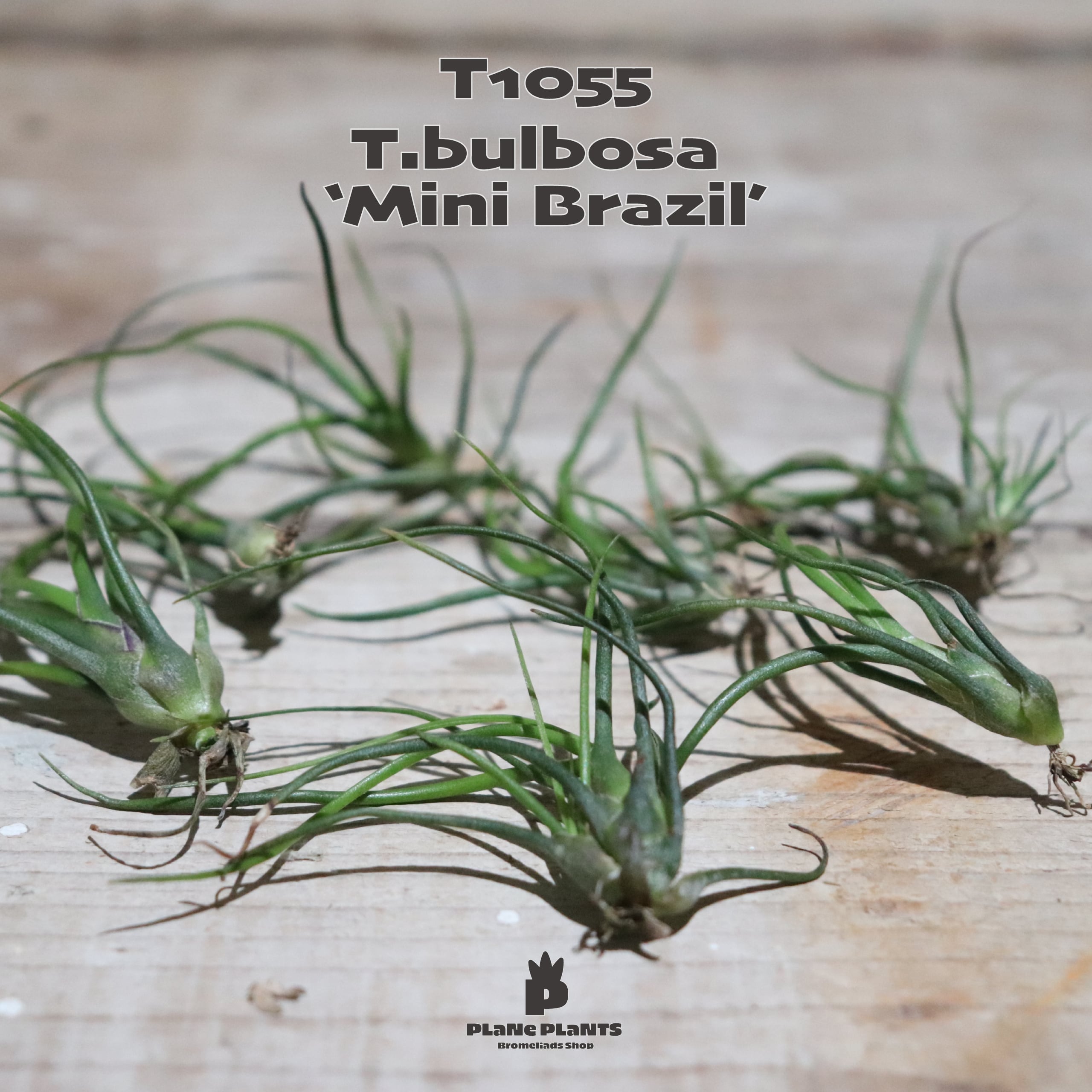 【送料無料】 bulbosa 'Mini Brazil'〔エアプランツ〕現品発送T1055