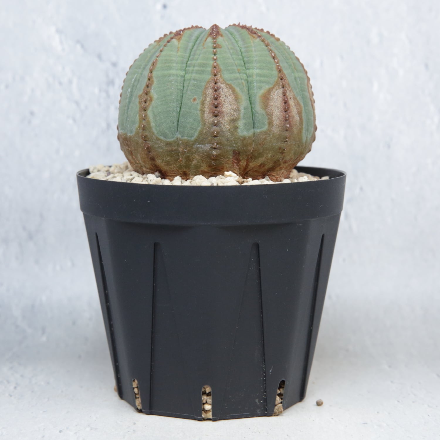 オス株 美模様 木質化 まん丸 オベサ / ユーフォルビア | LIGHTHOUSE