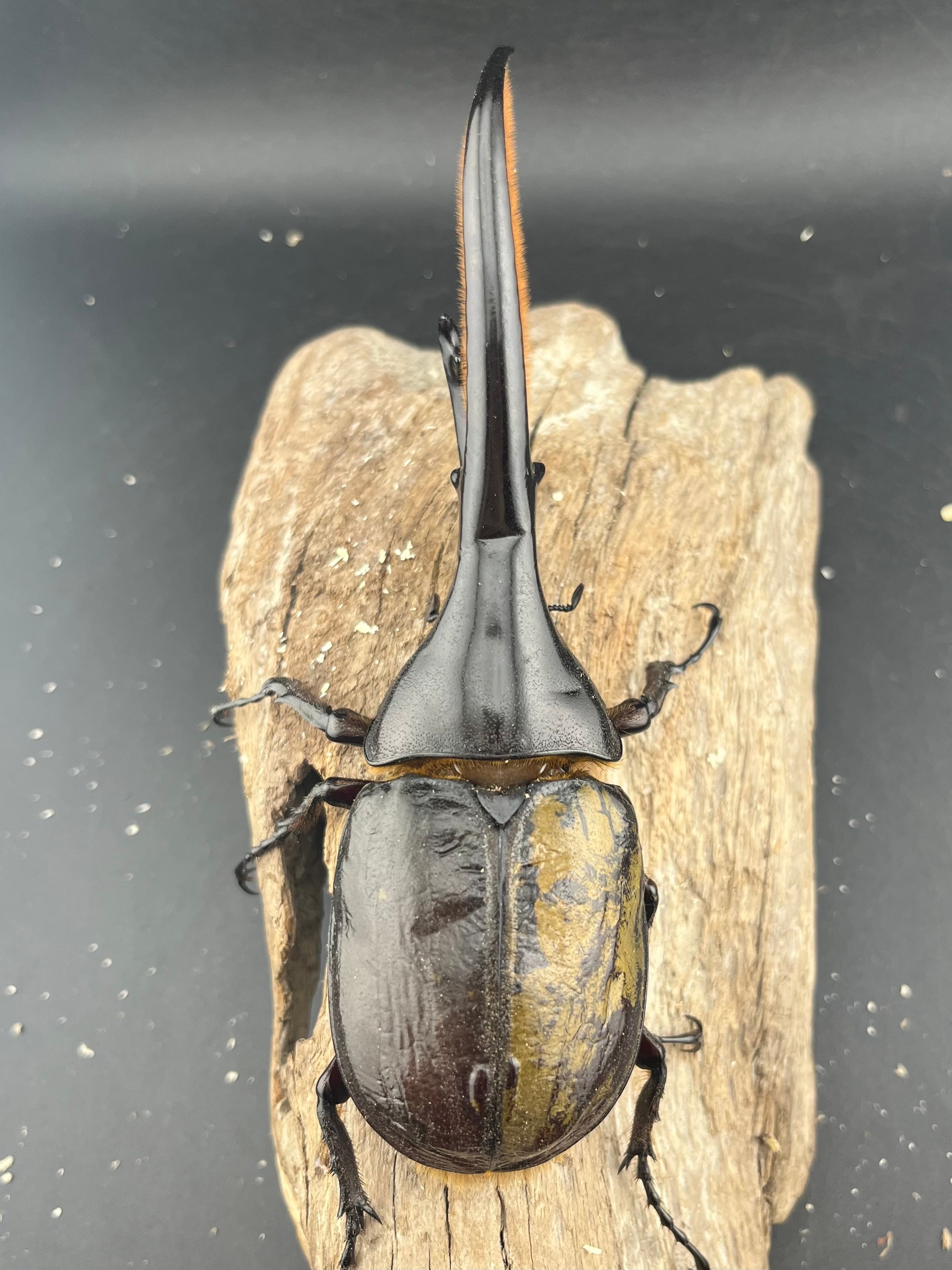 ヘラクレス・ヘラクレス 136mm ♂単》symmetry氏委託個体 | KPW