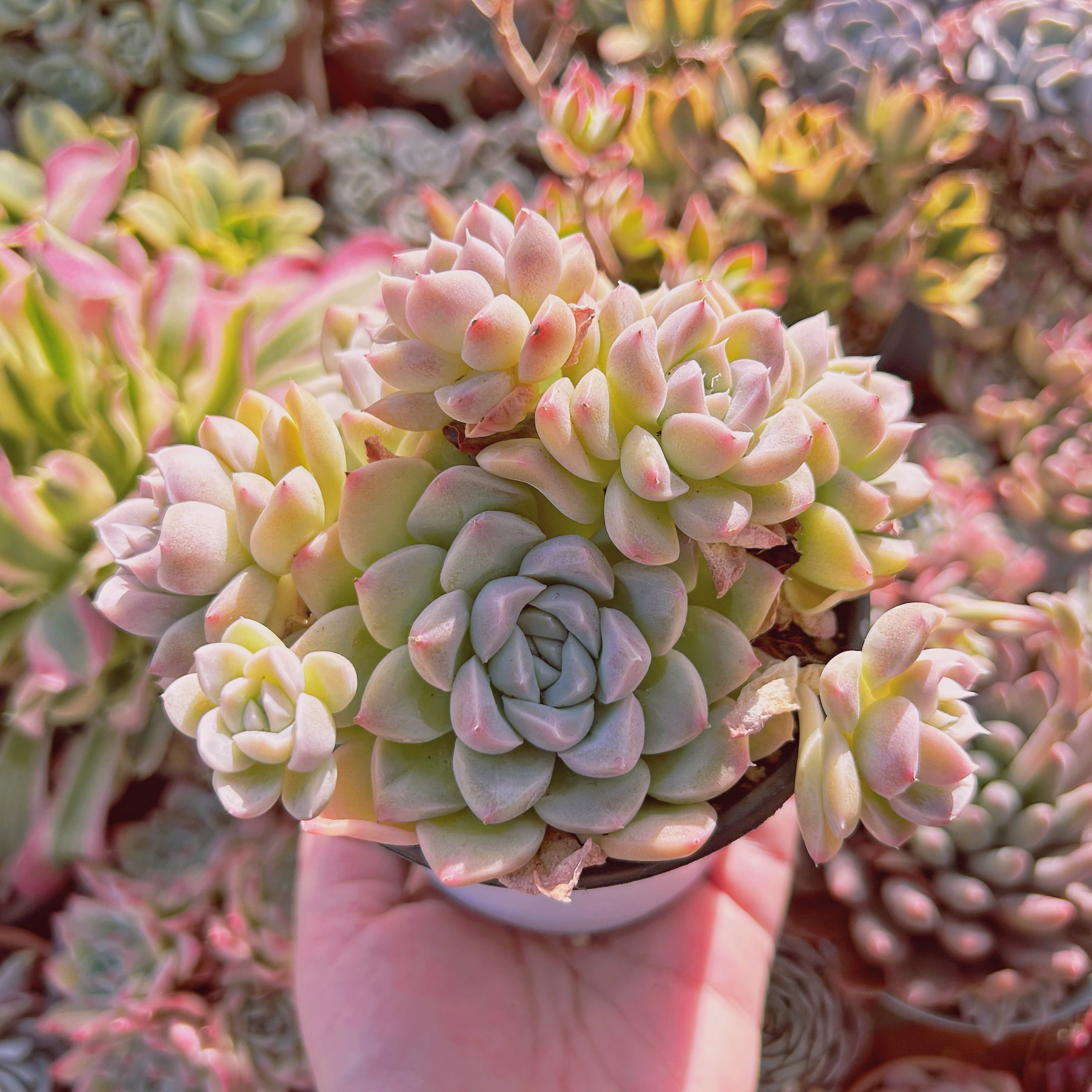 077現物 多肉植物 クリーム美人 特大群生 | るる農園~多肉植物専門
