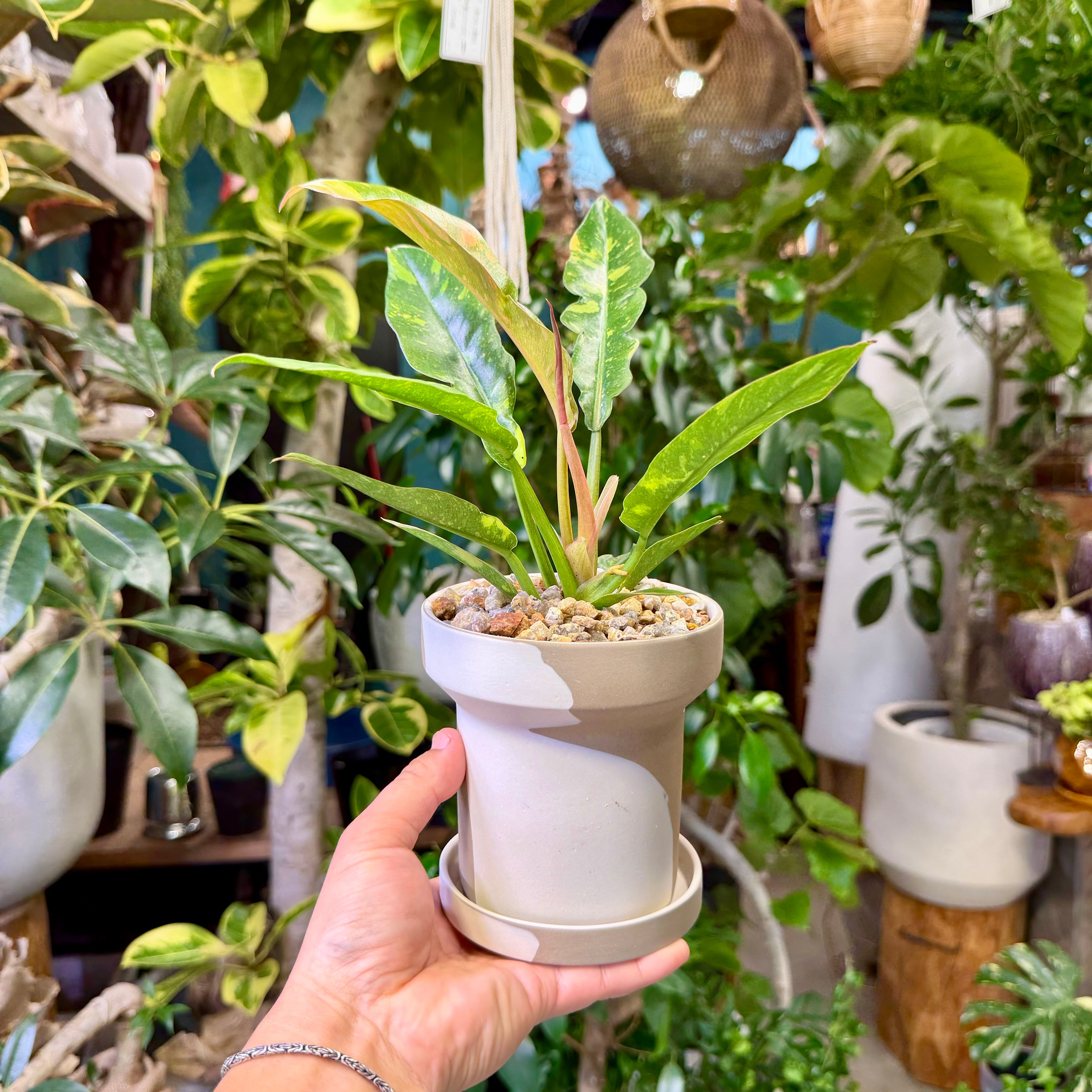 フィロデンドロン・リングオブファイアー | barrelplants_BONSAI