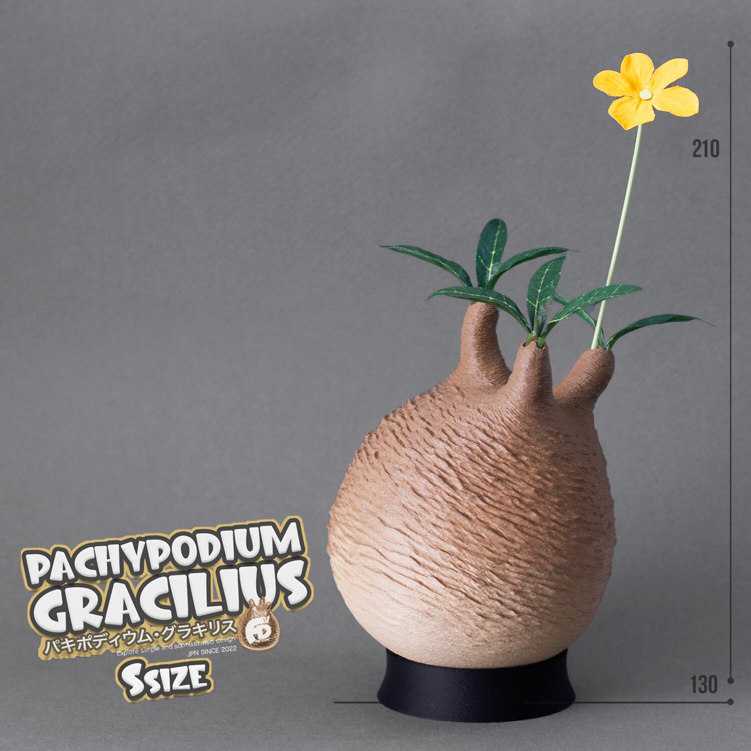 触れたくなるCaudex造形｜パキポディウム グラキリス｜(130x210) Ssize