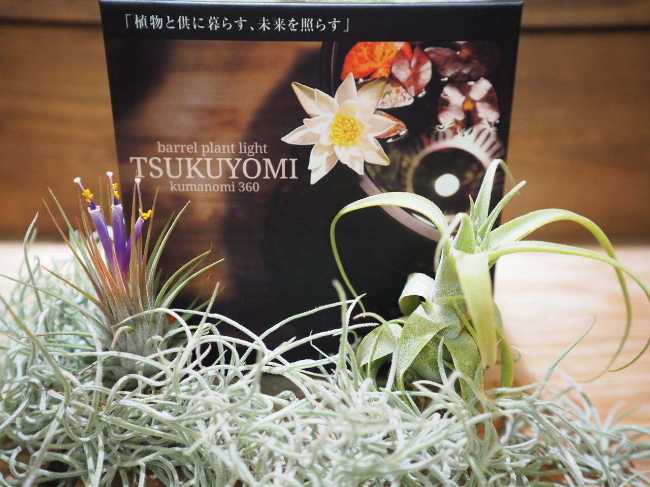 【美品】TSUKUYOMI x kumanomi360 barrel plant