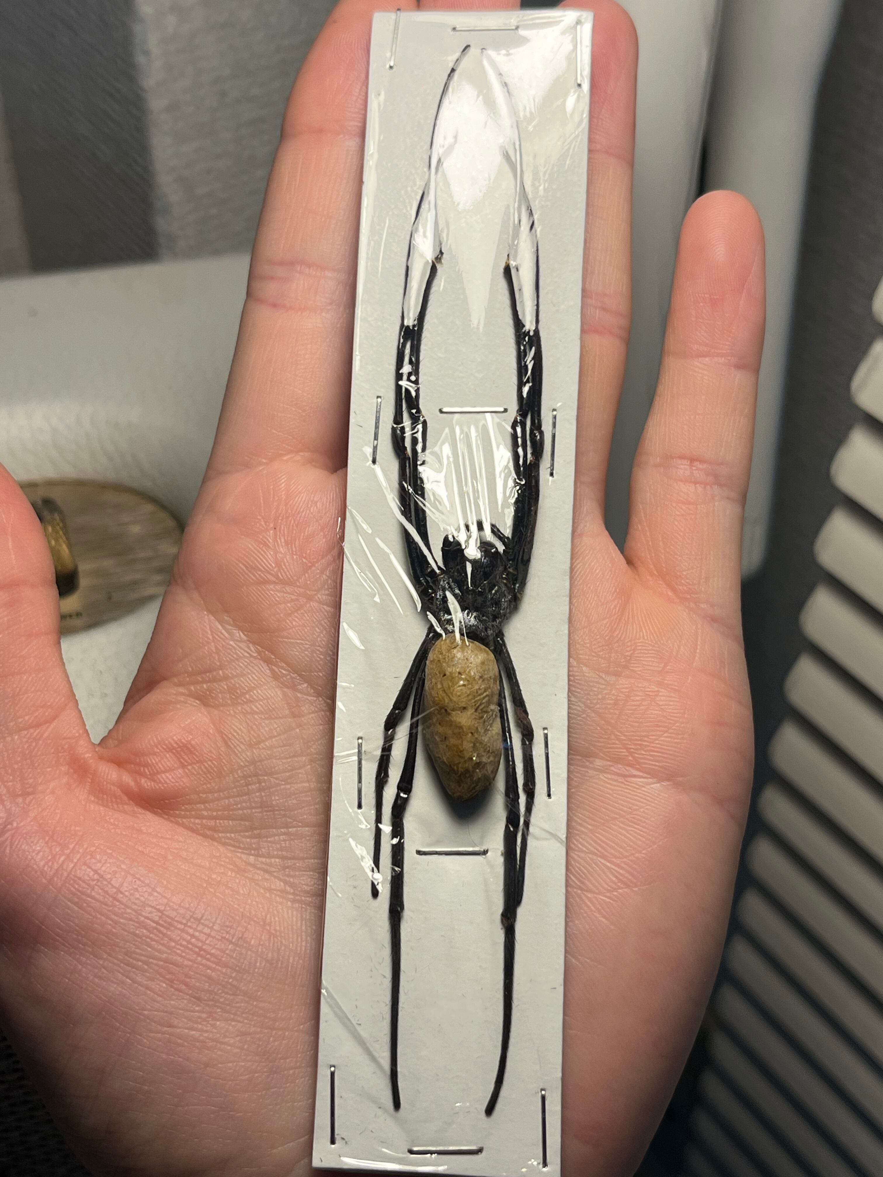 伝説ノ蝉】フウセンゼミ ハラブトゼミ Cystosoma saundersii 昆虫標本