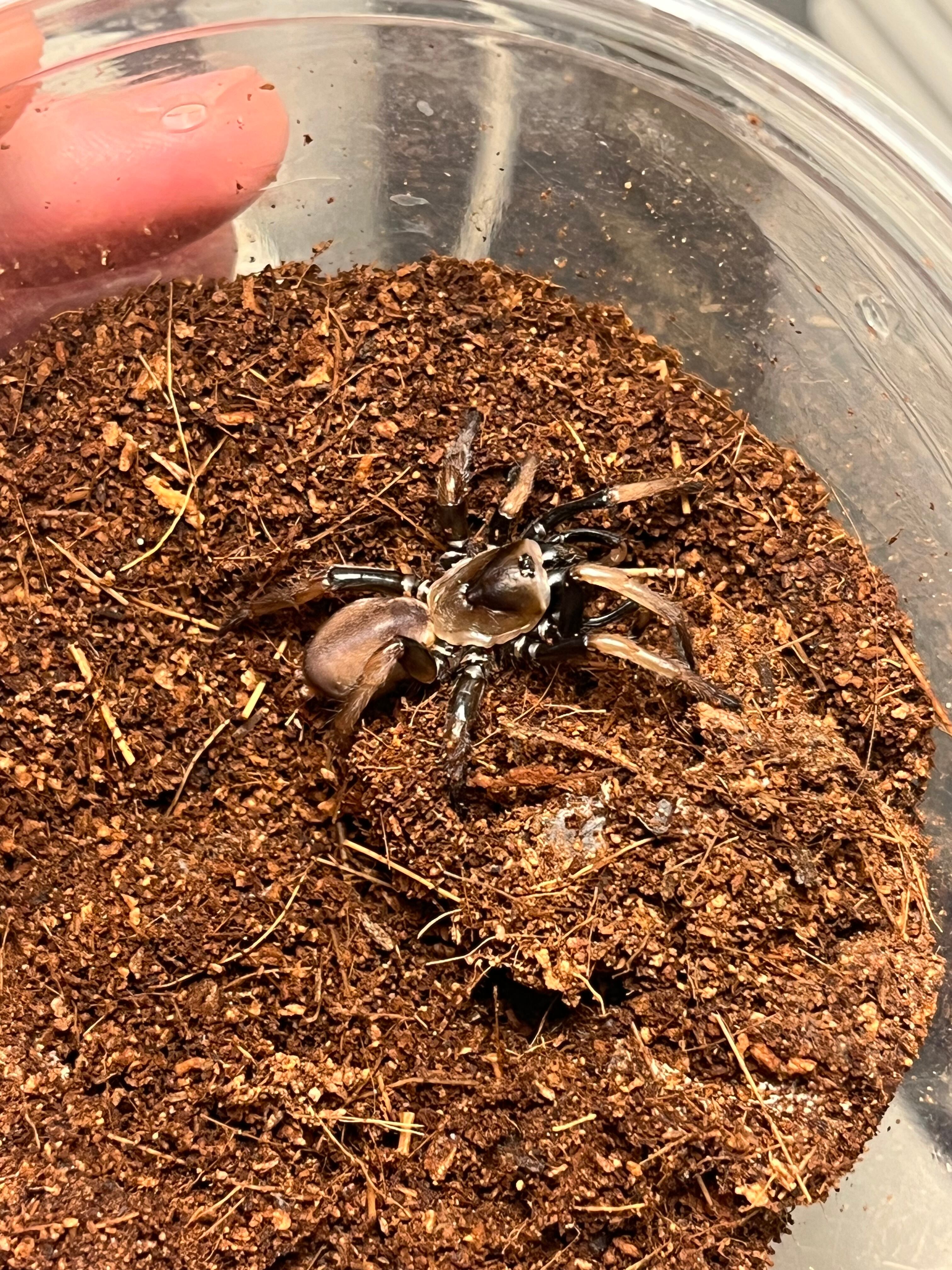 オレンジレッグトラップドアスパイダー LS3cm程 ムカデセンチピード