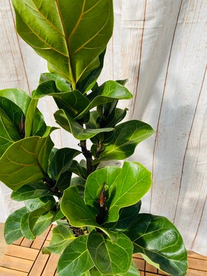 観葉植物　フィカス・バンビーノ　枝　7号鉢