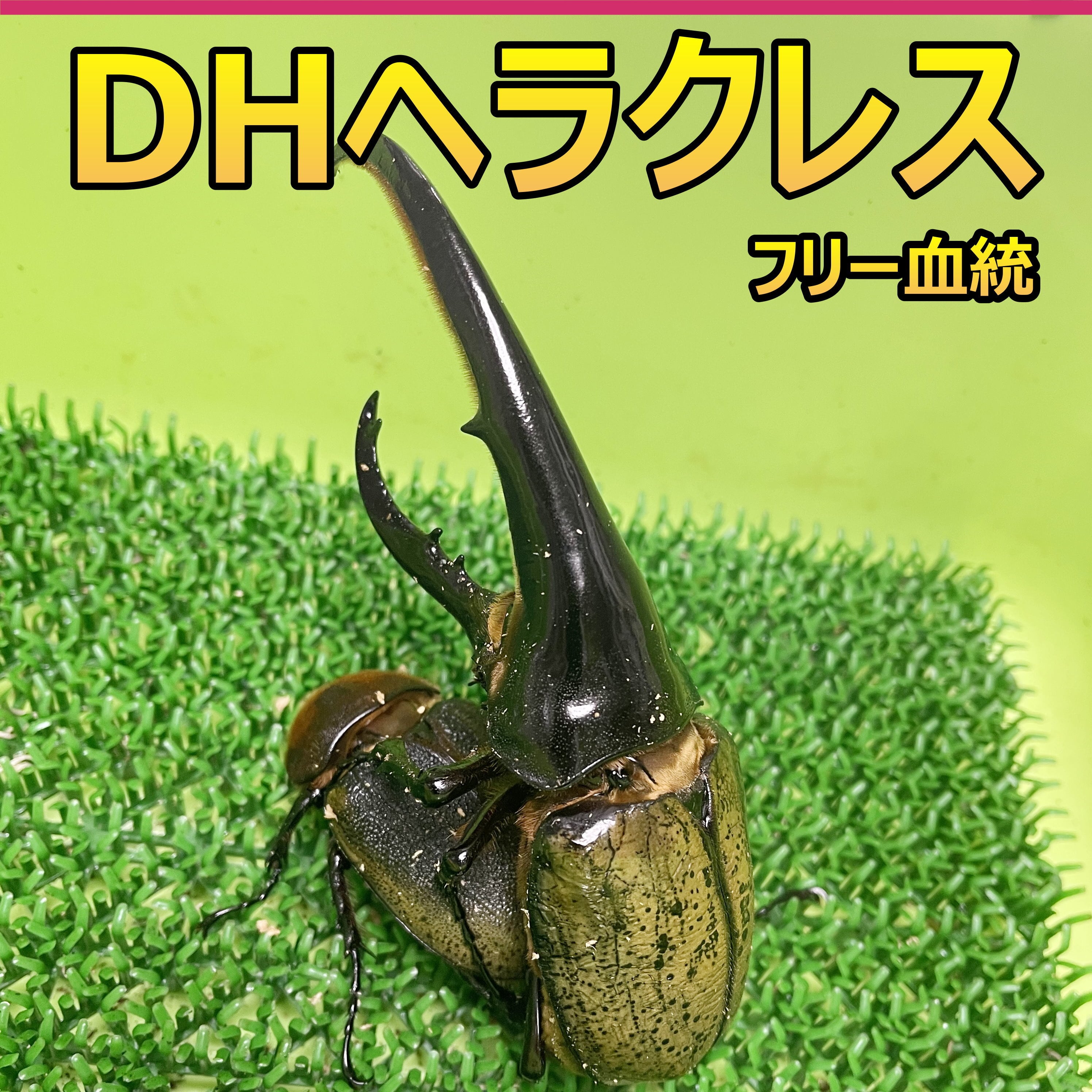 DH ヘラクレス オオカブト 3令幼虫 ♂♀ ペア 種親♂160ｍｍ フリー