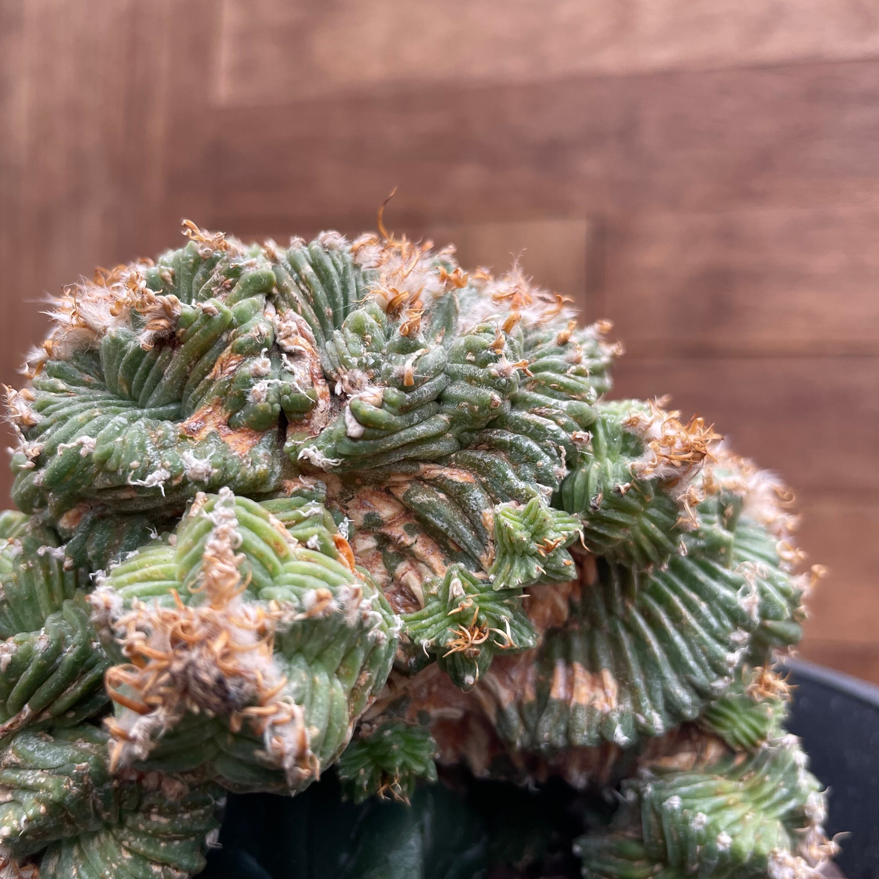 Aztekium ritteri 'Valdezii'【アズテキウム・紅籠・接木